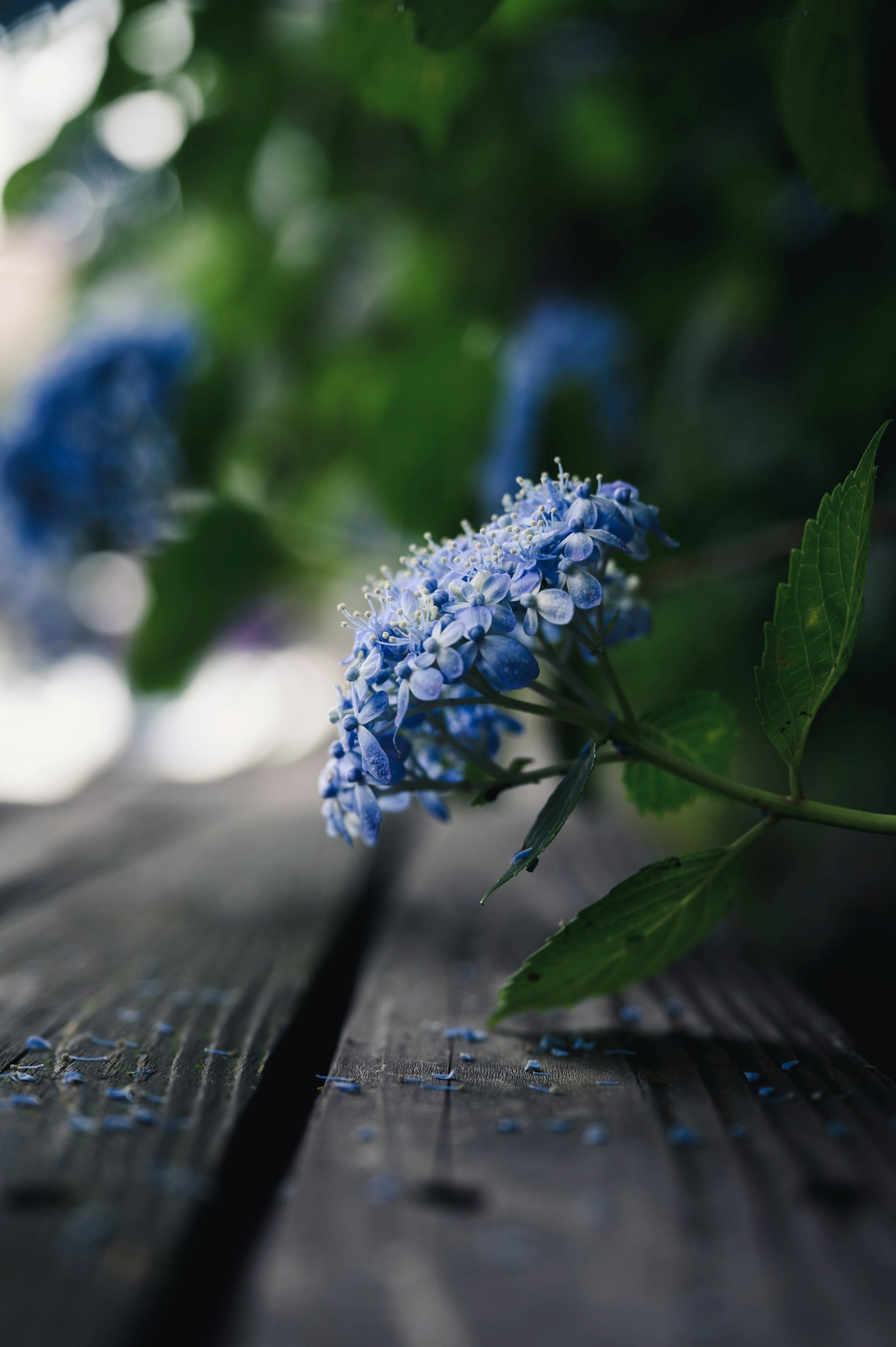 Sebuah bunga biru mekar di atas meja kayu