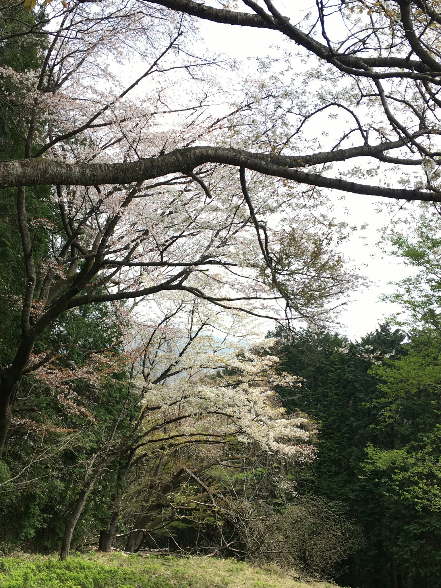 Alberi di ciliegio in fiore con paesaggio forestale verde in primavera