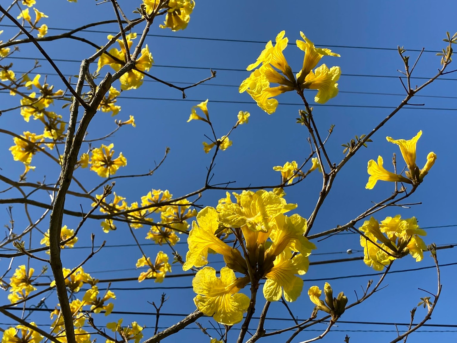 Gelbe Blumen blühen vor einem klaren blauen Himmel