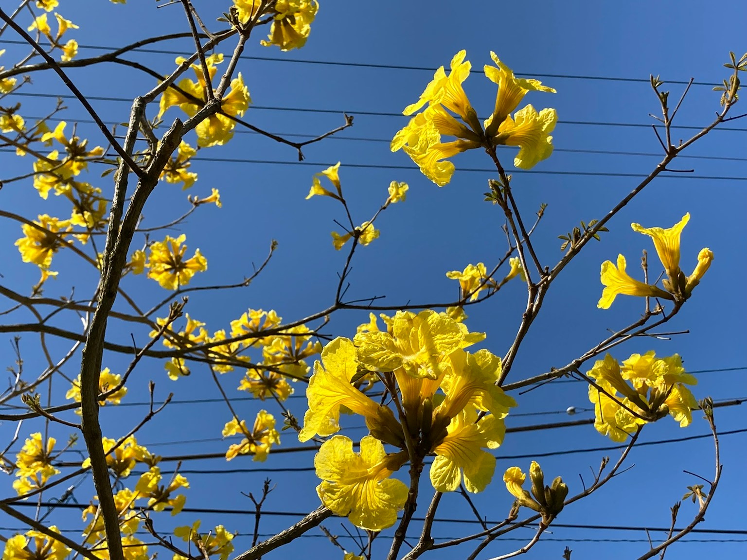 Bunga kuning mekar di bawah langit biru yang cerah