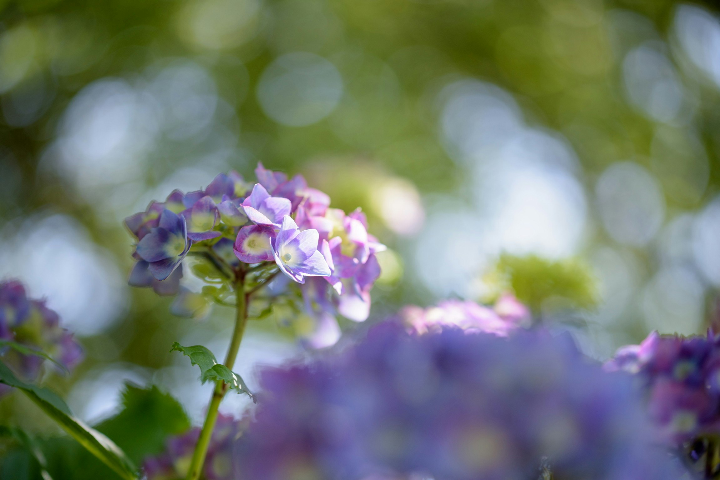 紫陽花の花と淡いボケのある庭の風景