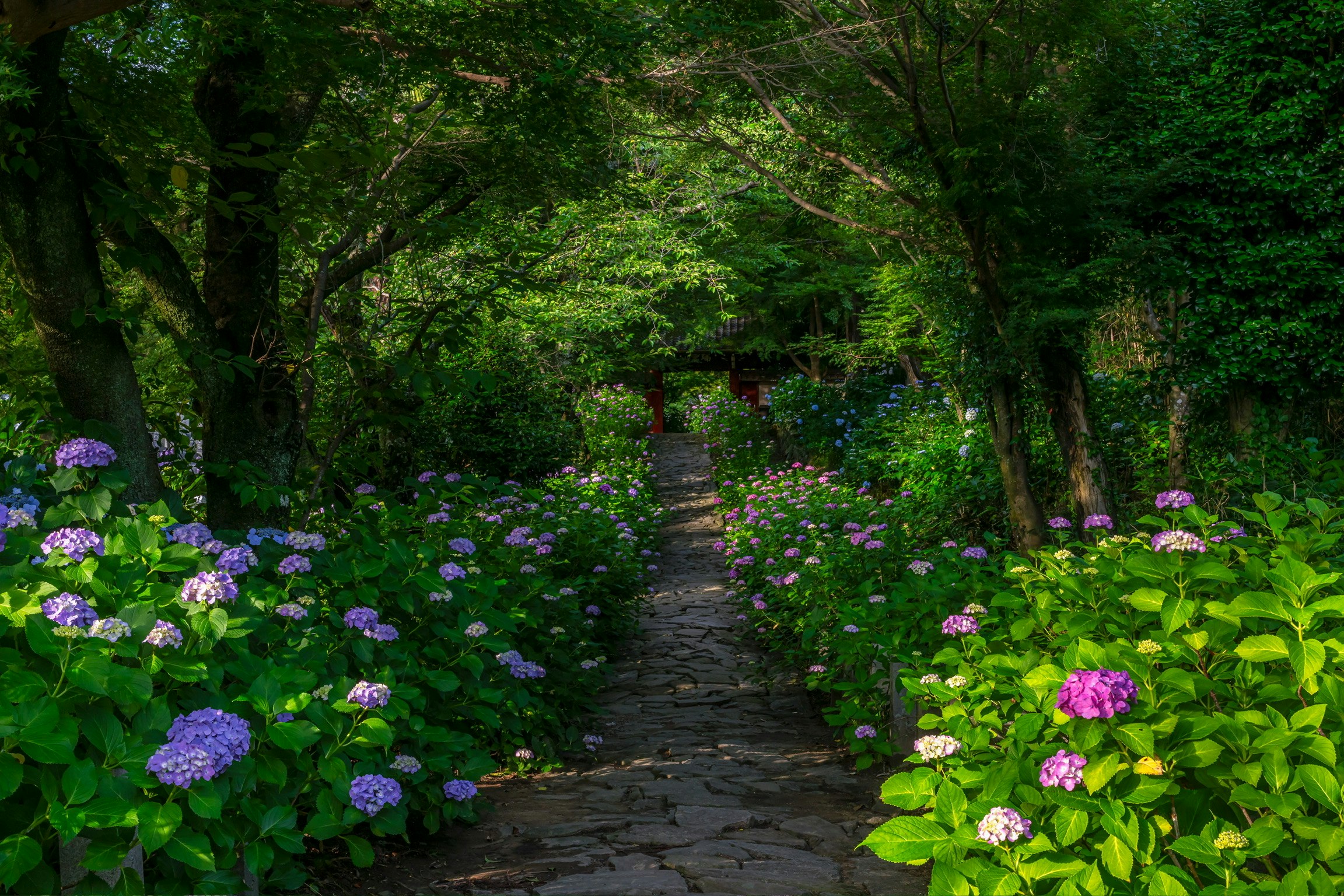 jalan setapak di taman hydrangea di bawah pepohonan