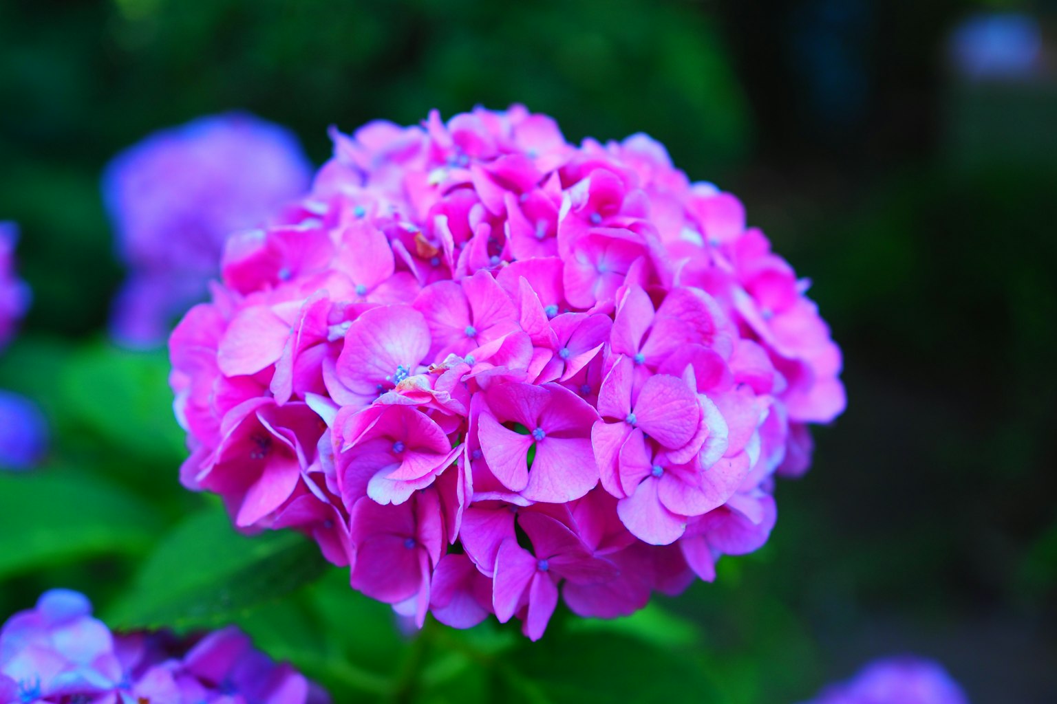 Flor de hortensia rosa vibrante sobre fondo verde