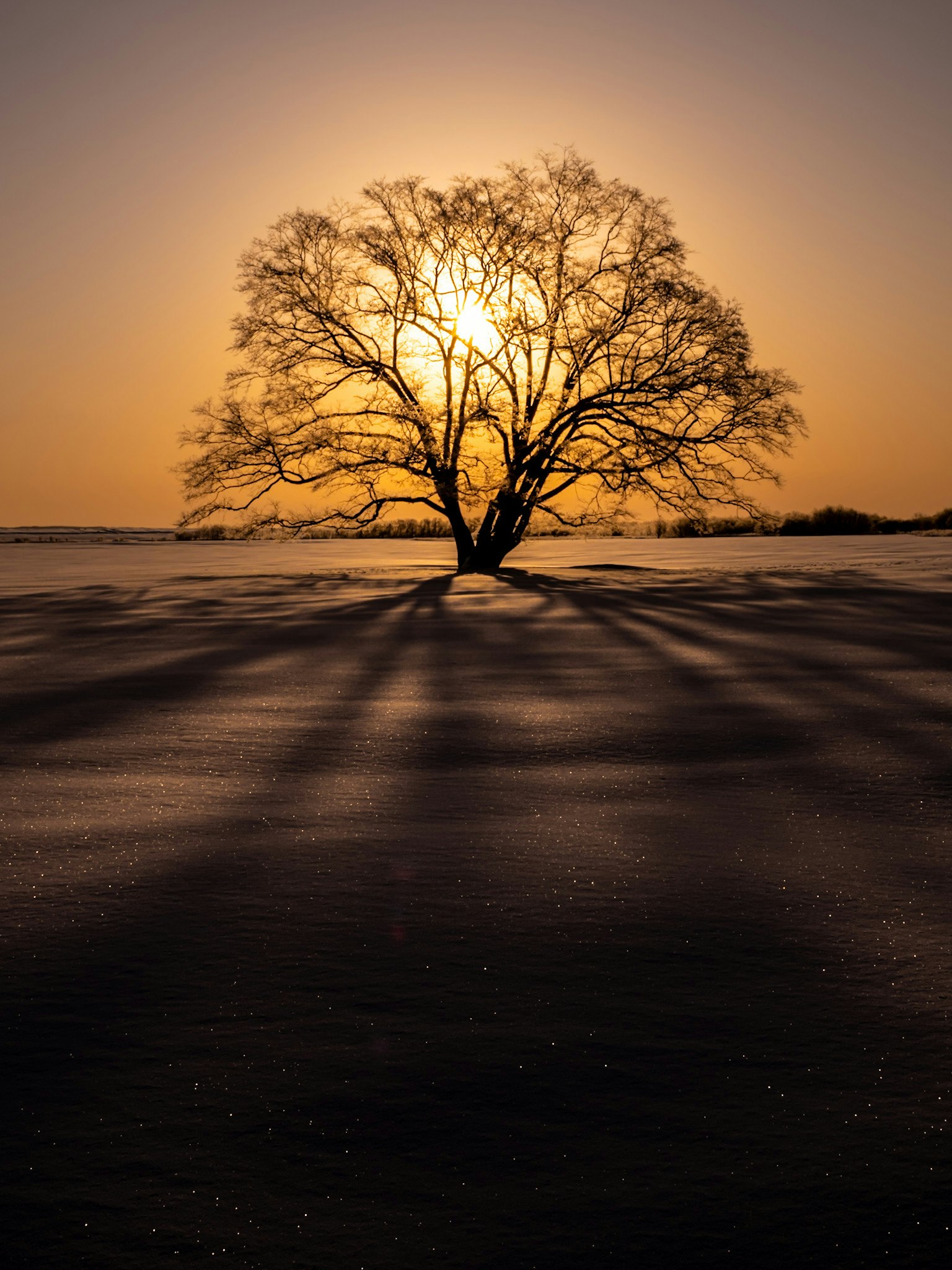 Silhouette eines einsamen Baumes gegen einen Sonnenuntergang mit langen Schatten