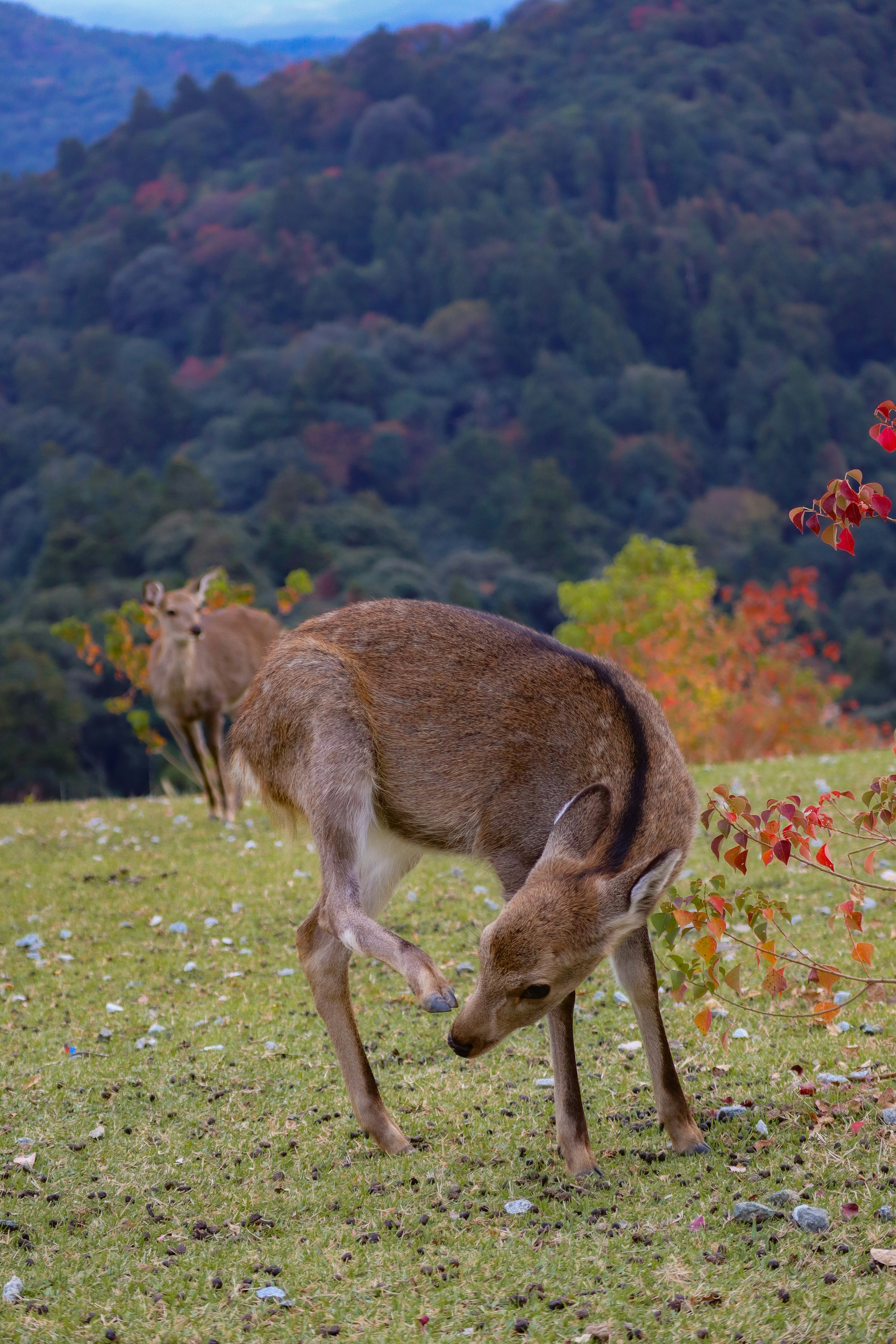 草地で草を食べる鹿と山並みの自然風景