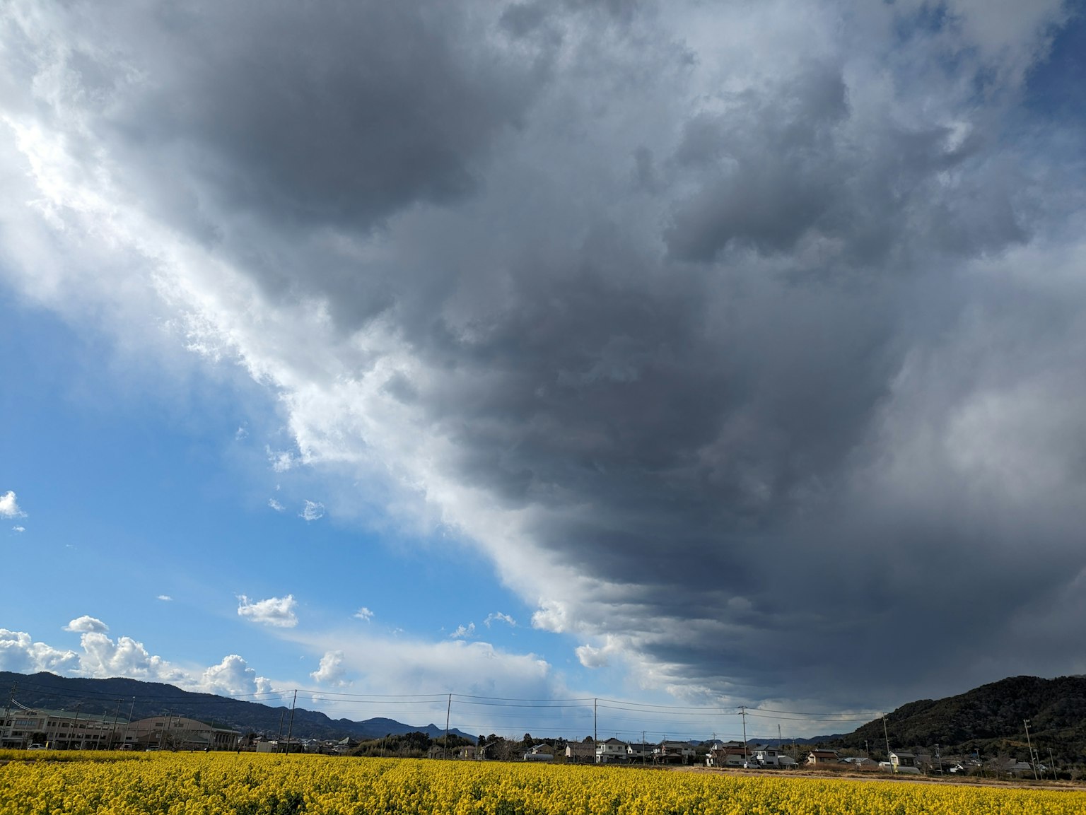 Kontras antara langit biru dan awan gelap di atas ladang bunga kuning
