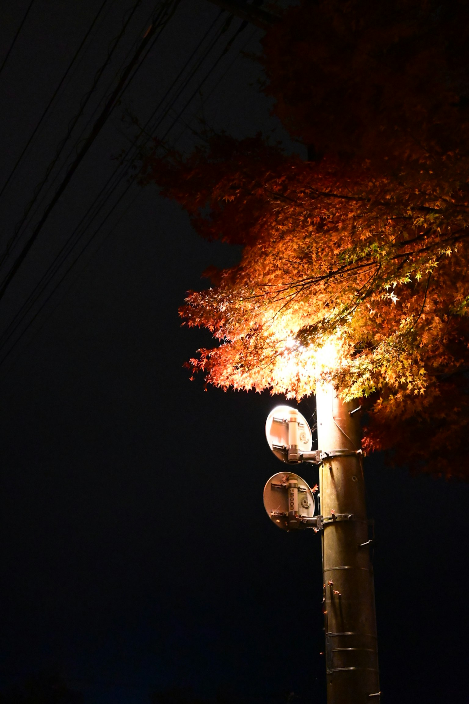 Foto de hojas de otoño iluminadas y un poste eléctrico de noche