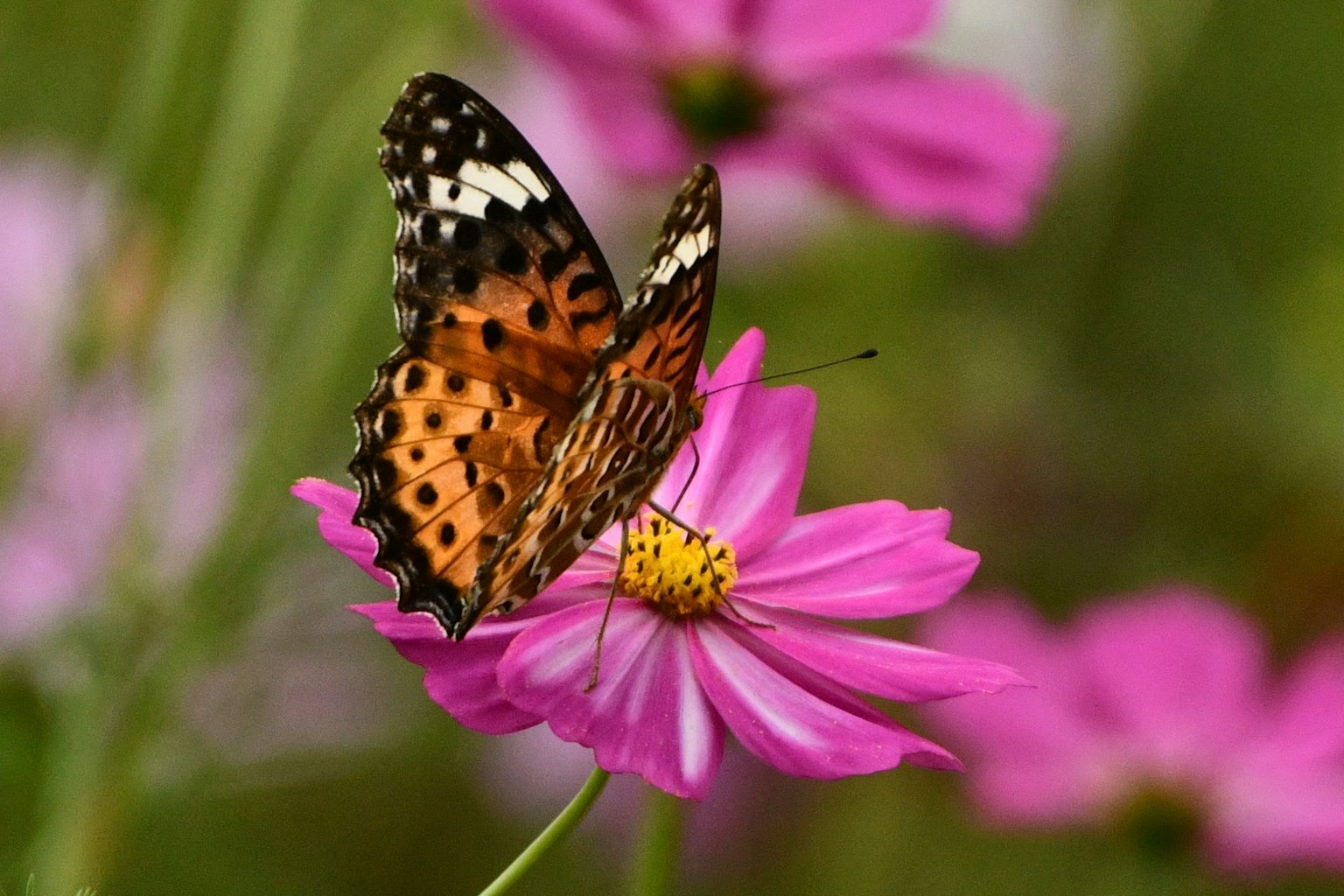 Farfalla arancione e nera che riposa su un fiore rosa