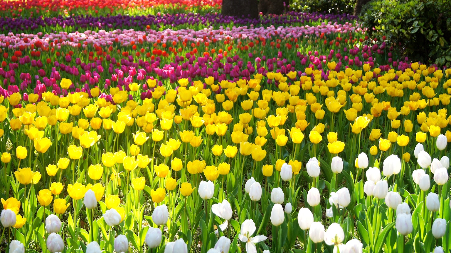 Một cánh đồng hoa đẹp với những bông tulip đầy màu sắc
