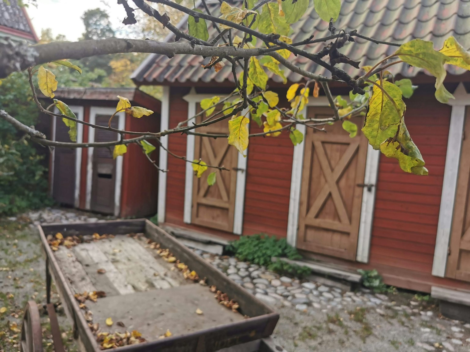 Red wooden sheds with autumn leaves on a branch