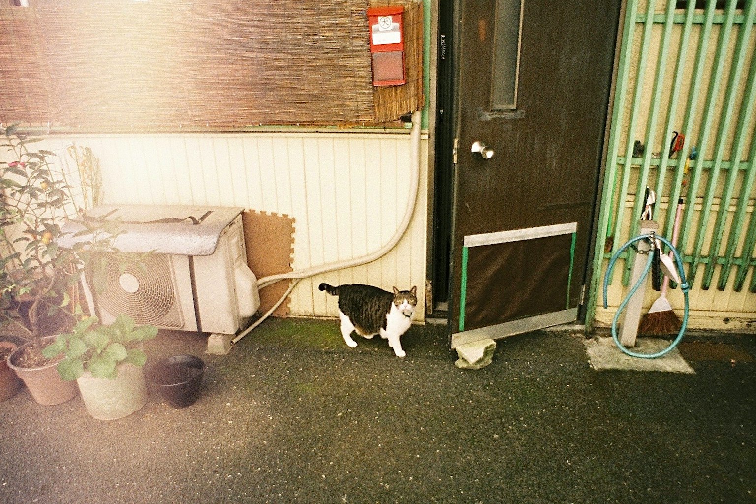 Un chat marchant devant une porte avec des plantes et des équipements en arrière-plan