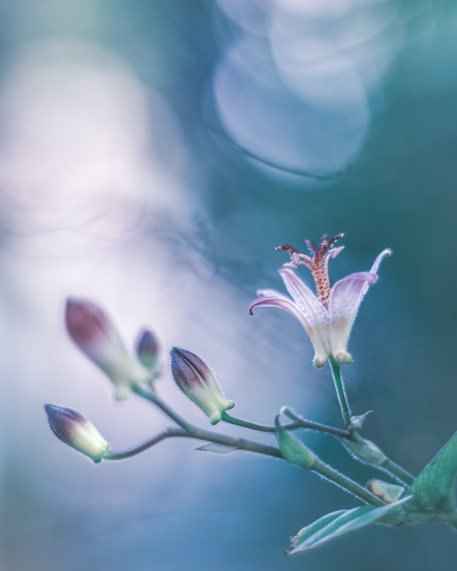 Hermosa flor morada con botones sobre un fondo azul