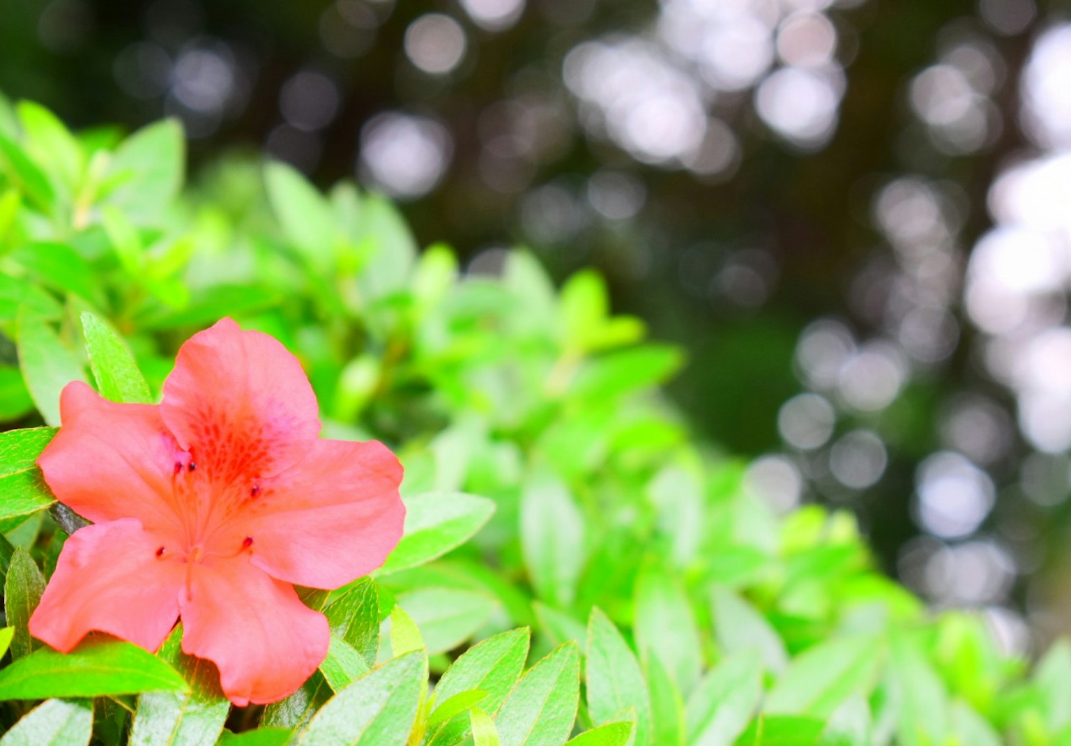 Un vibrante fiore rosa che sboccia tra foglie verdi lussureggianti