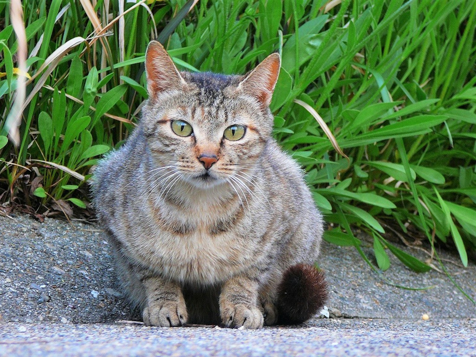 ํ์ ์ผ๋ฃฉ ๊ณ ์์ด๊ฐ ๋
น์ ํ ์์ ์์ ์๋ค