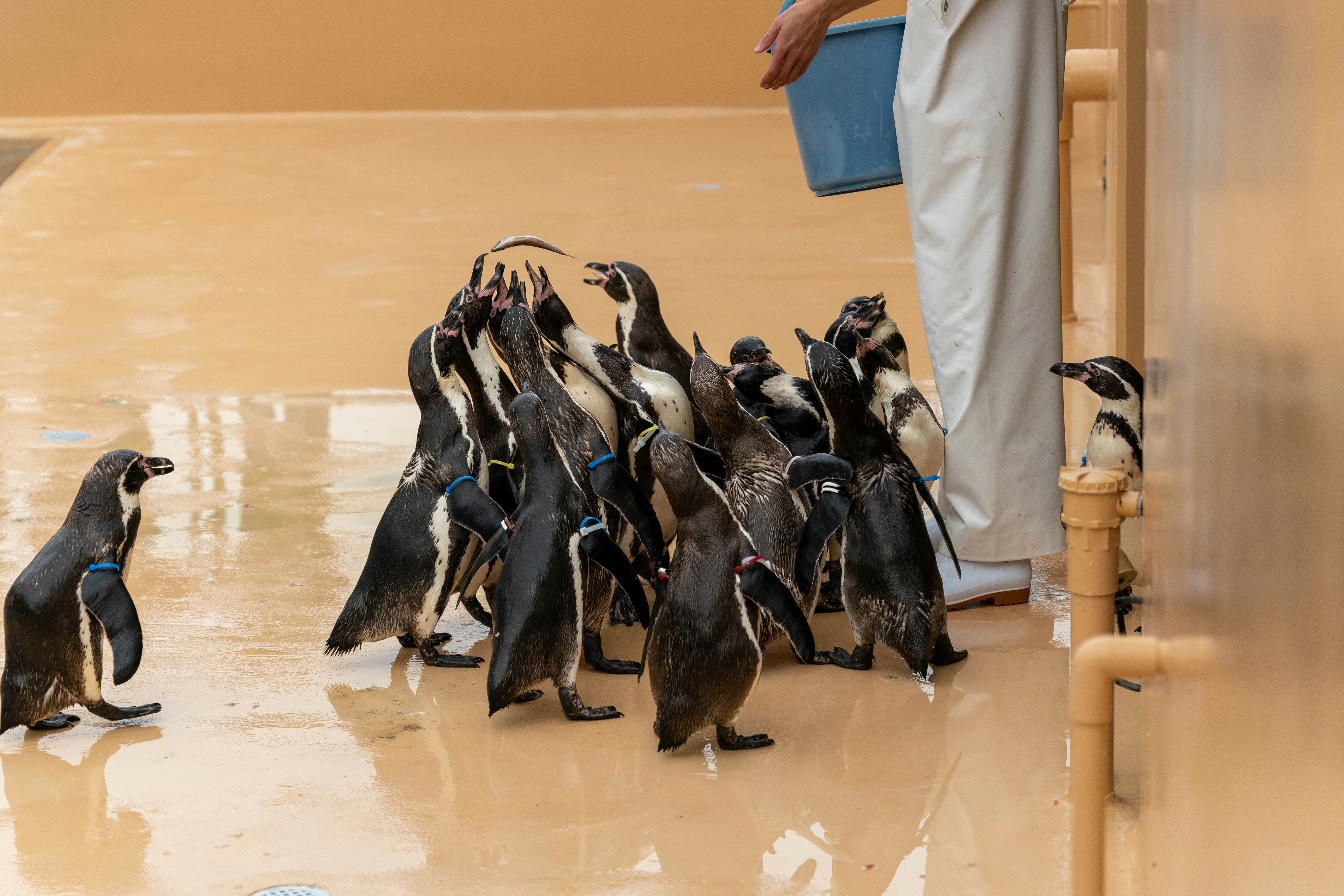 ペンギンが飼育員の元に集まっているシーン