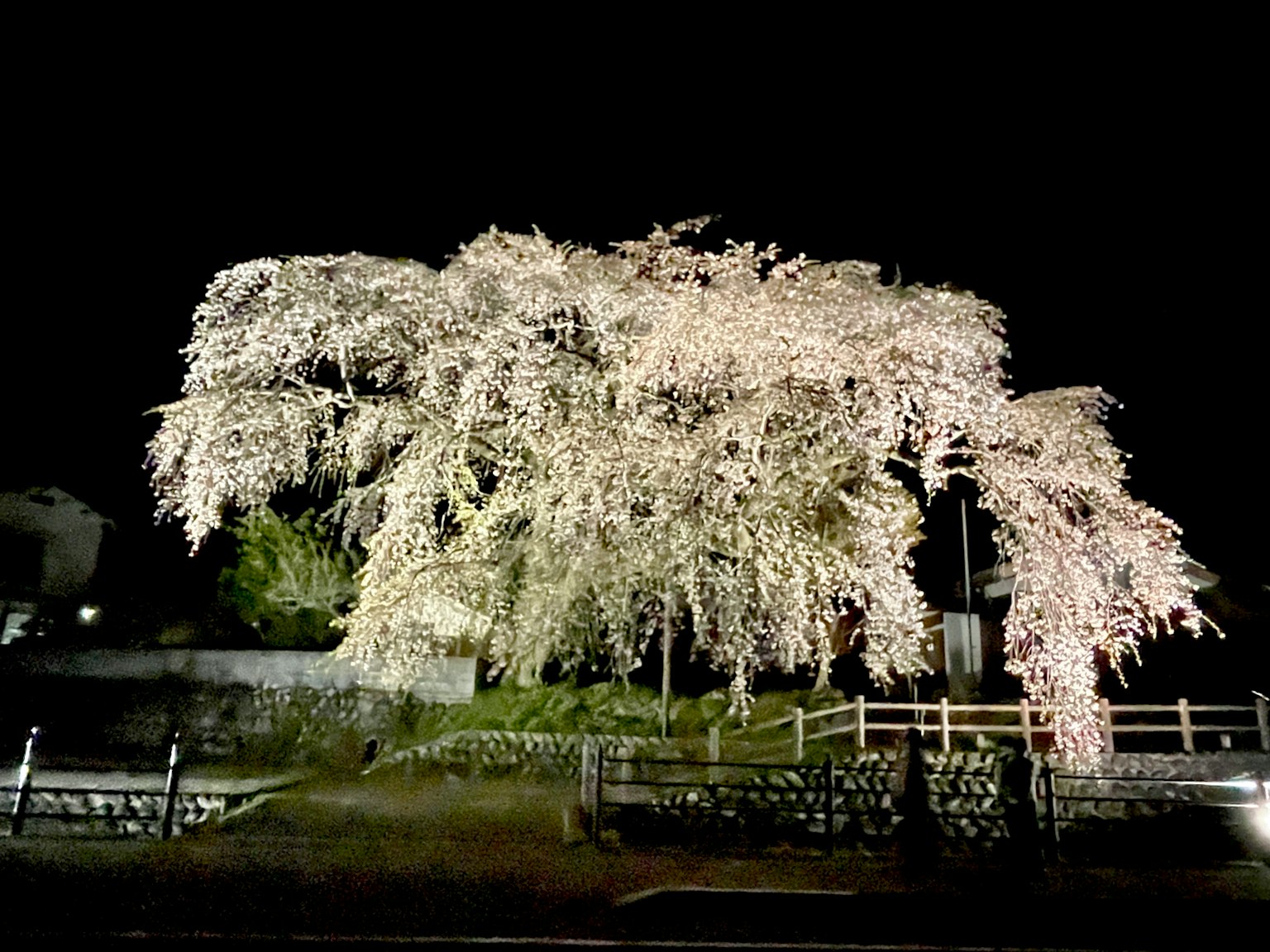 Schöner Kirschbaum, der nachts beleuchtet ist