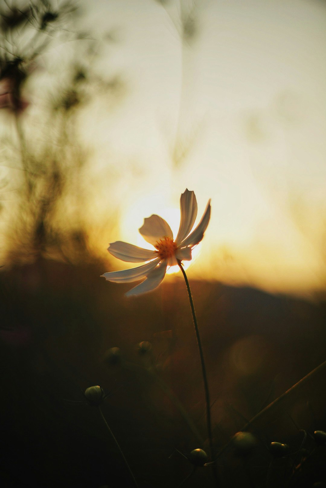 노을 역광 속 코스모스 꽃