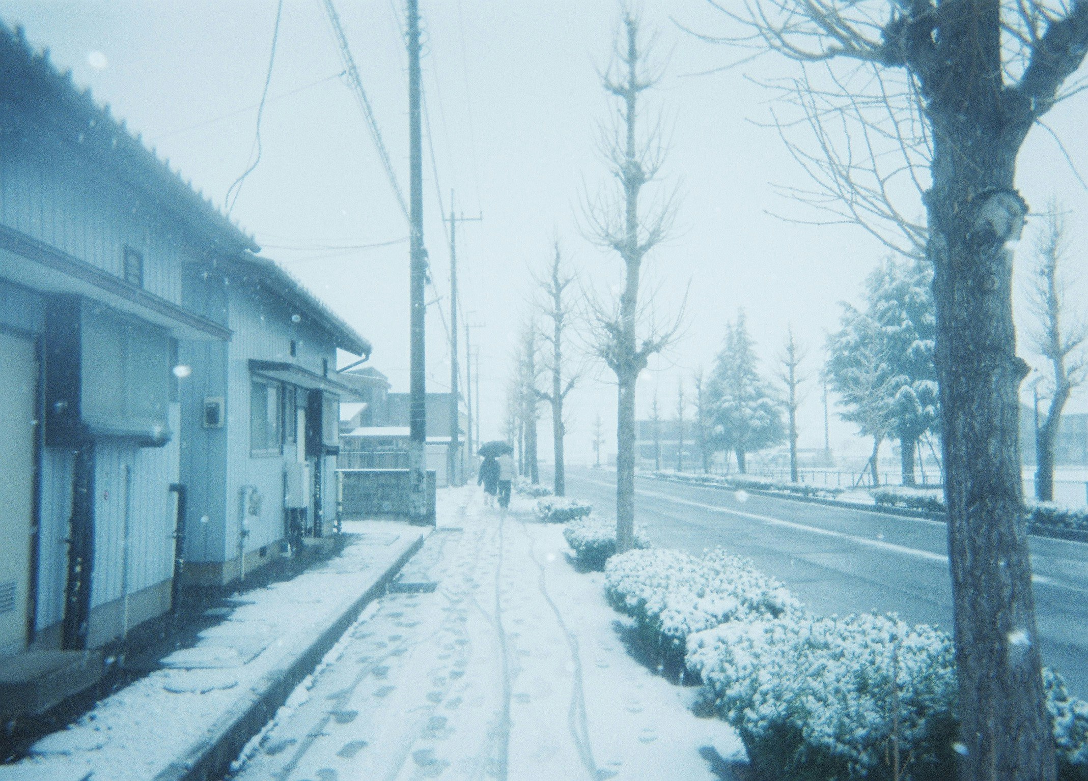 积雪的林荫小路与住宅