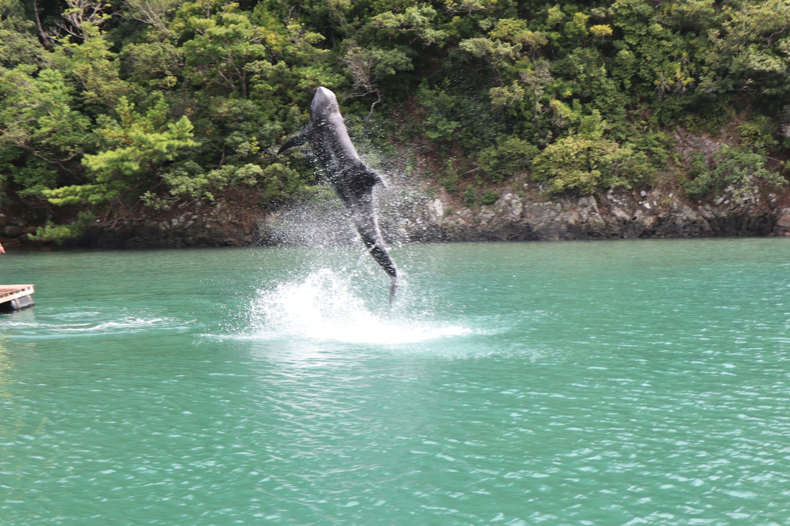 A dolphin jumping out of the water with a green background