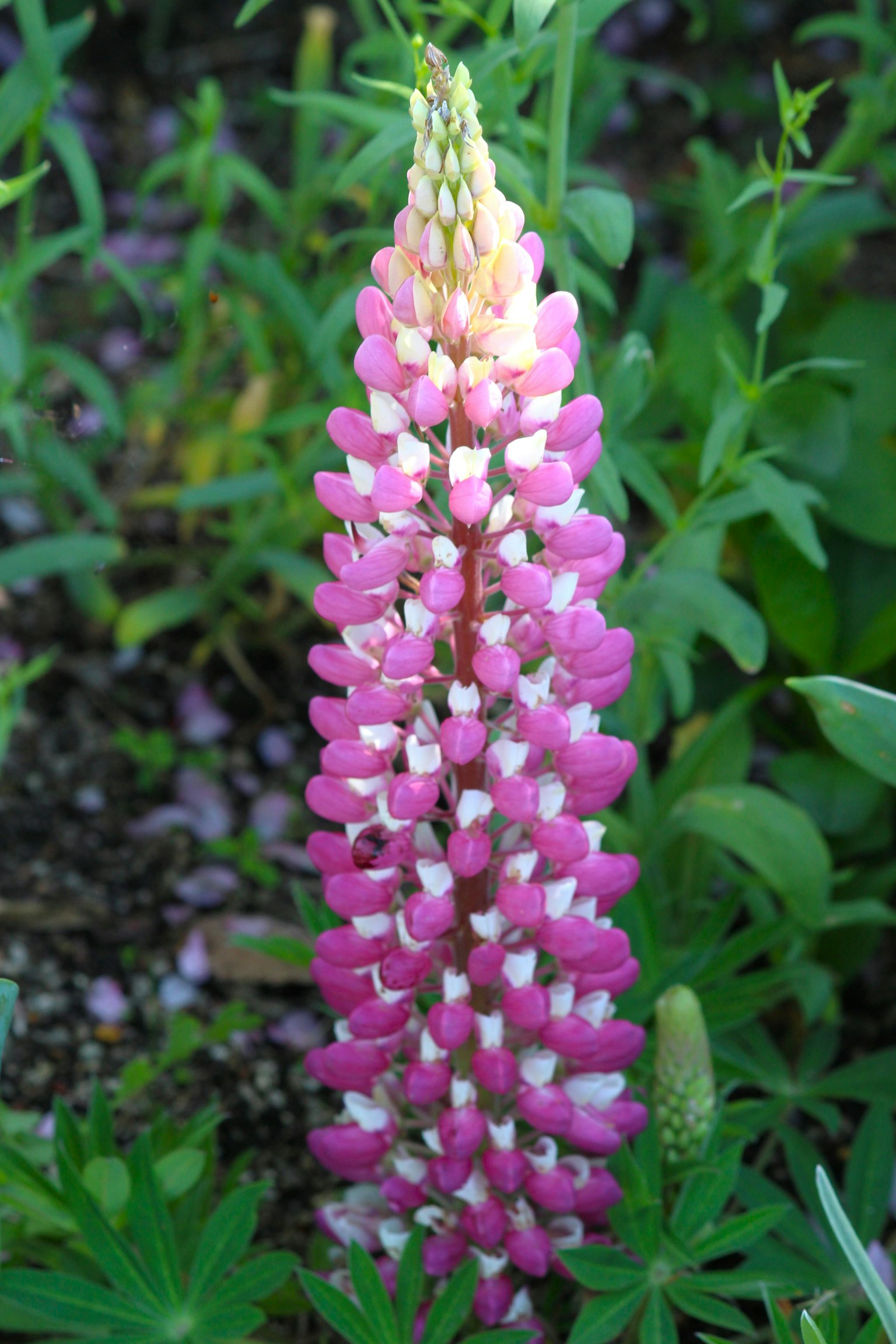 Eine rosa Lupinenblume steht zwischen grünen Blättern