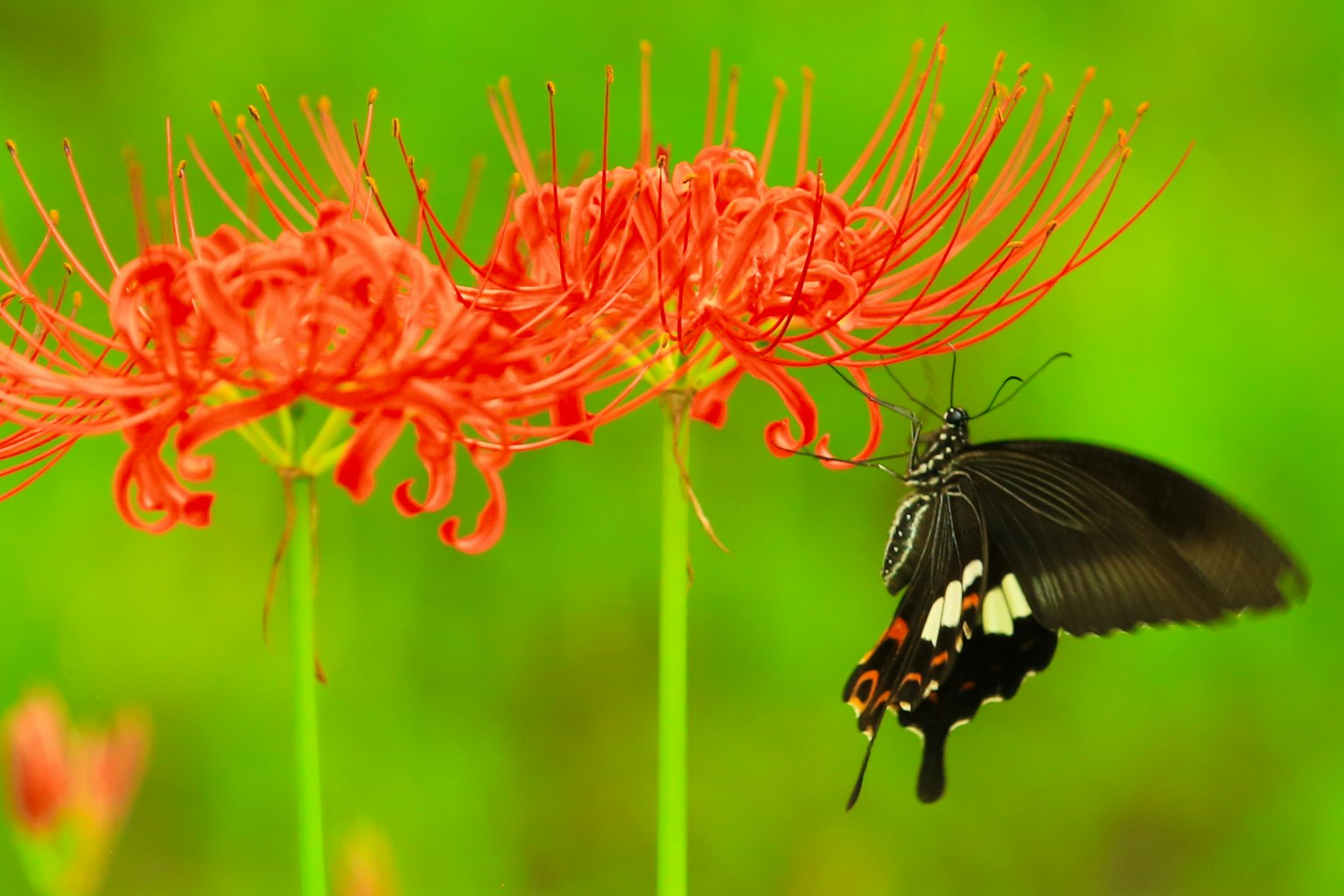 Des lys araignées rouges et un papillon noir sur un fond vert vif
