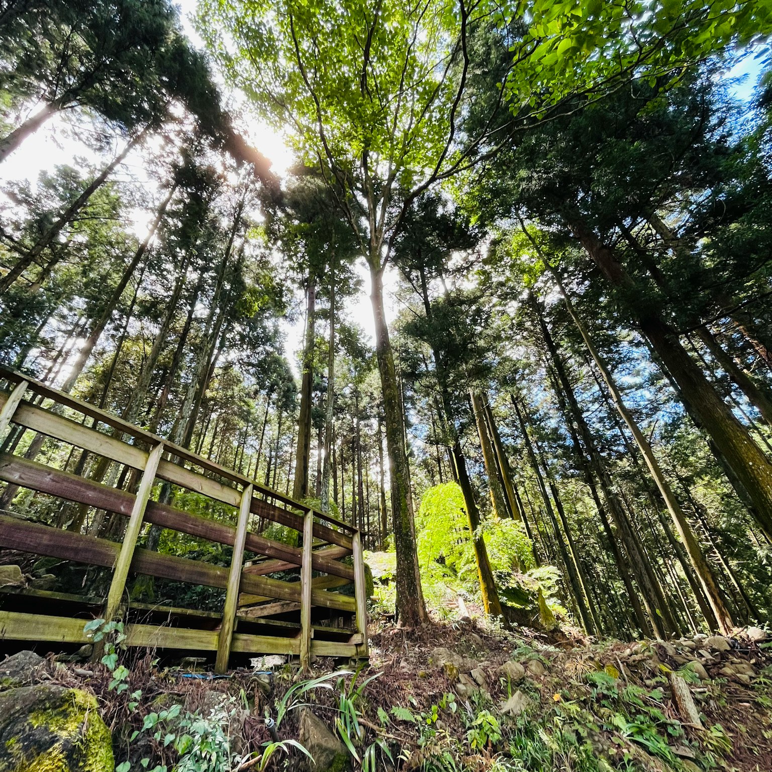 Forêt luxuriante avec de grands arbres et des marches en bois