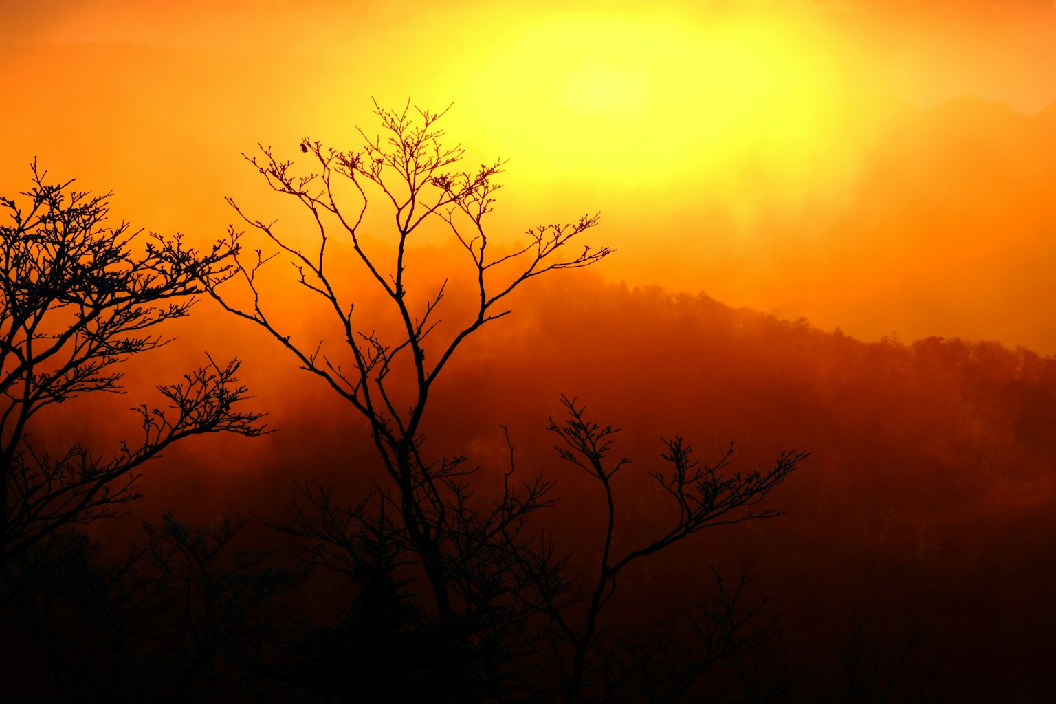 Silhouette of trees against an orange sunset landscape