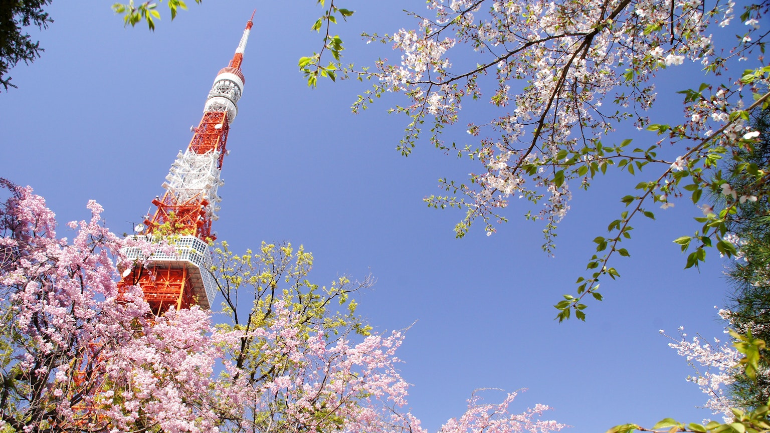 Tour de Tokyo entourée de cerisiers en fleurs