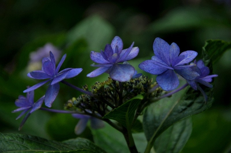梅雨のあじさいの花と葉のクローズアップ