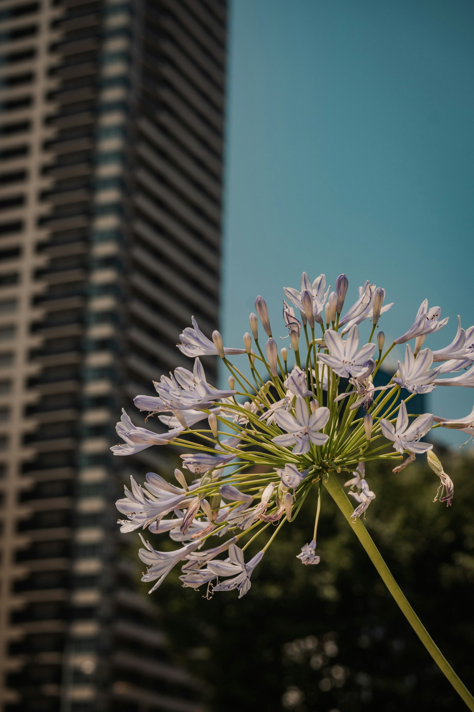 白色花朵的特写，背景是高楼大厦