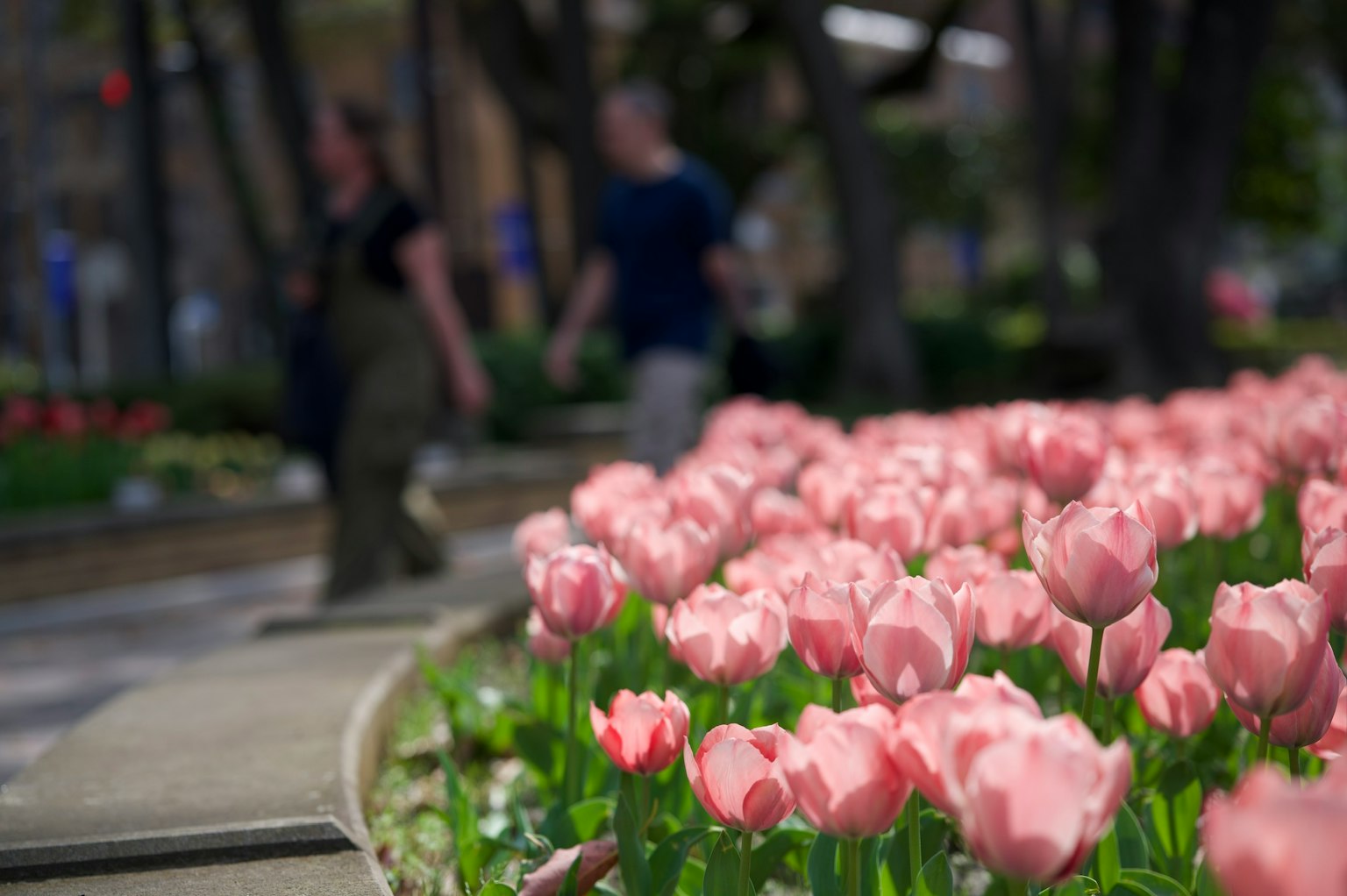 Mọi người đi bộ dọc theo lối đi có hoa tulip hồng nở rộ