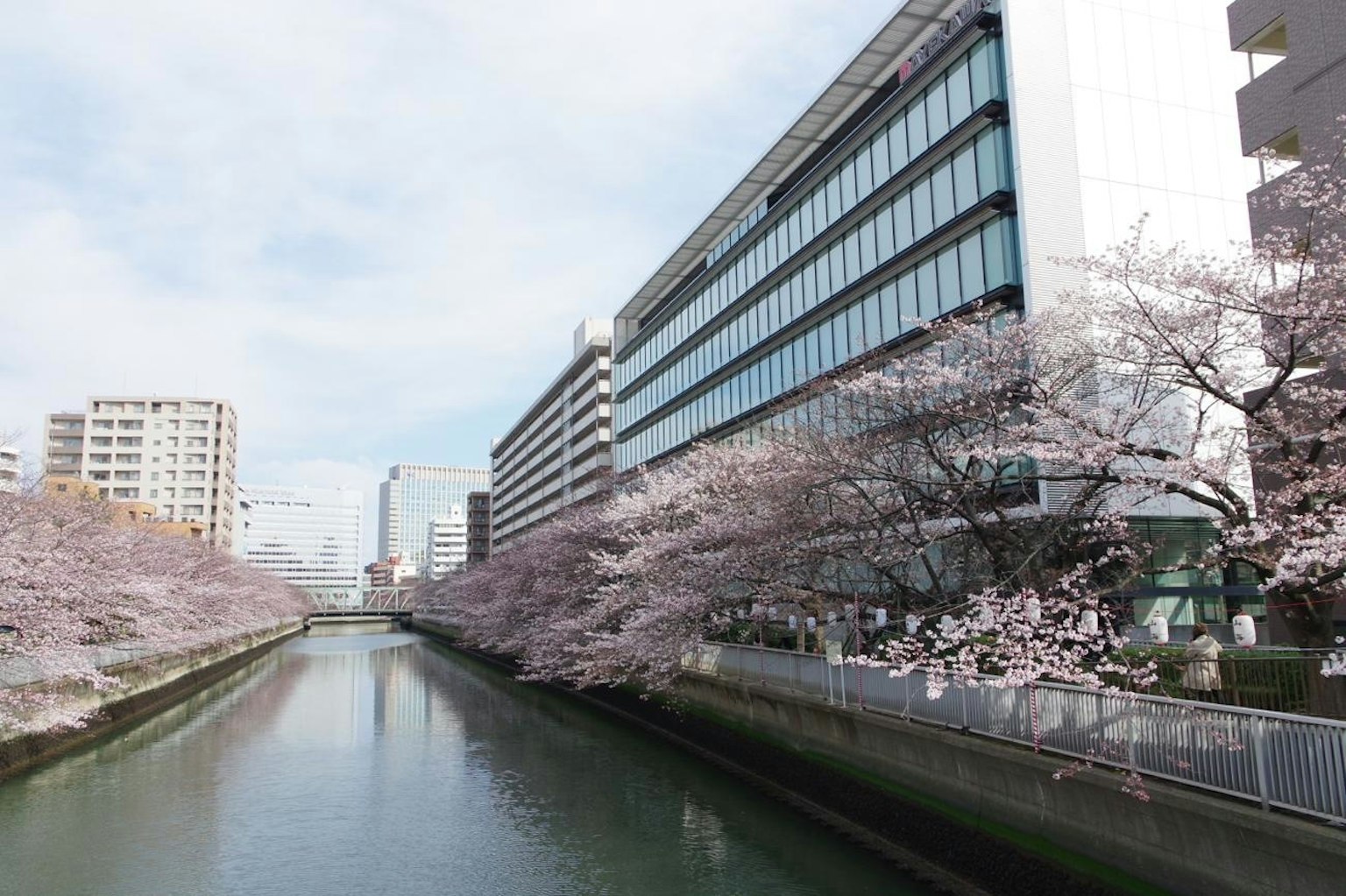 Vista escénica de cerezos a lo largo de un río con edificios modernos