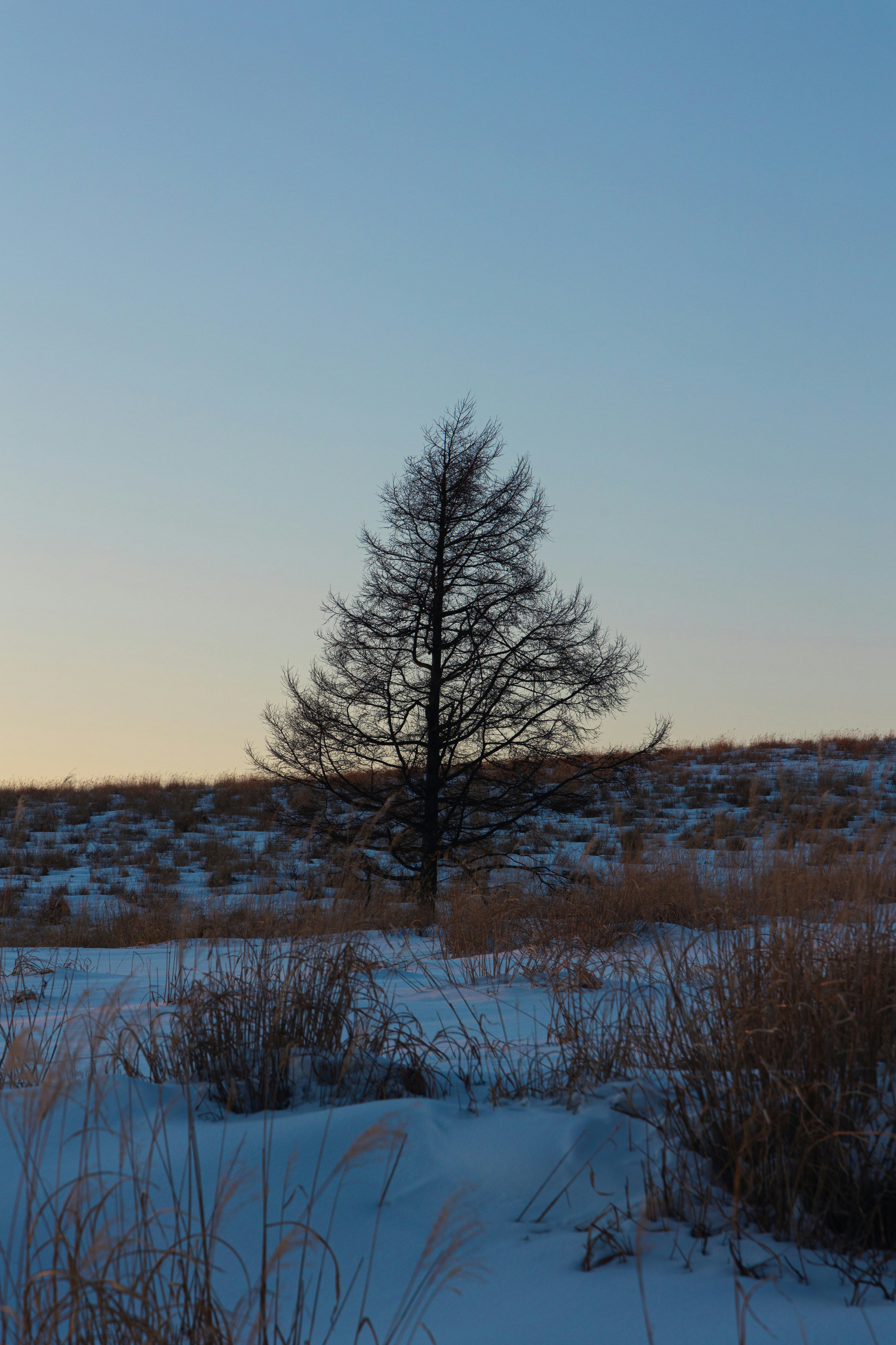 paysage d’hiver avec herbes enneigées et un arbre solitaire