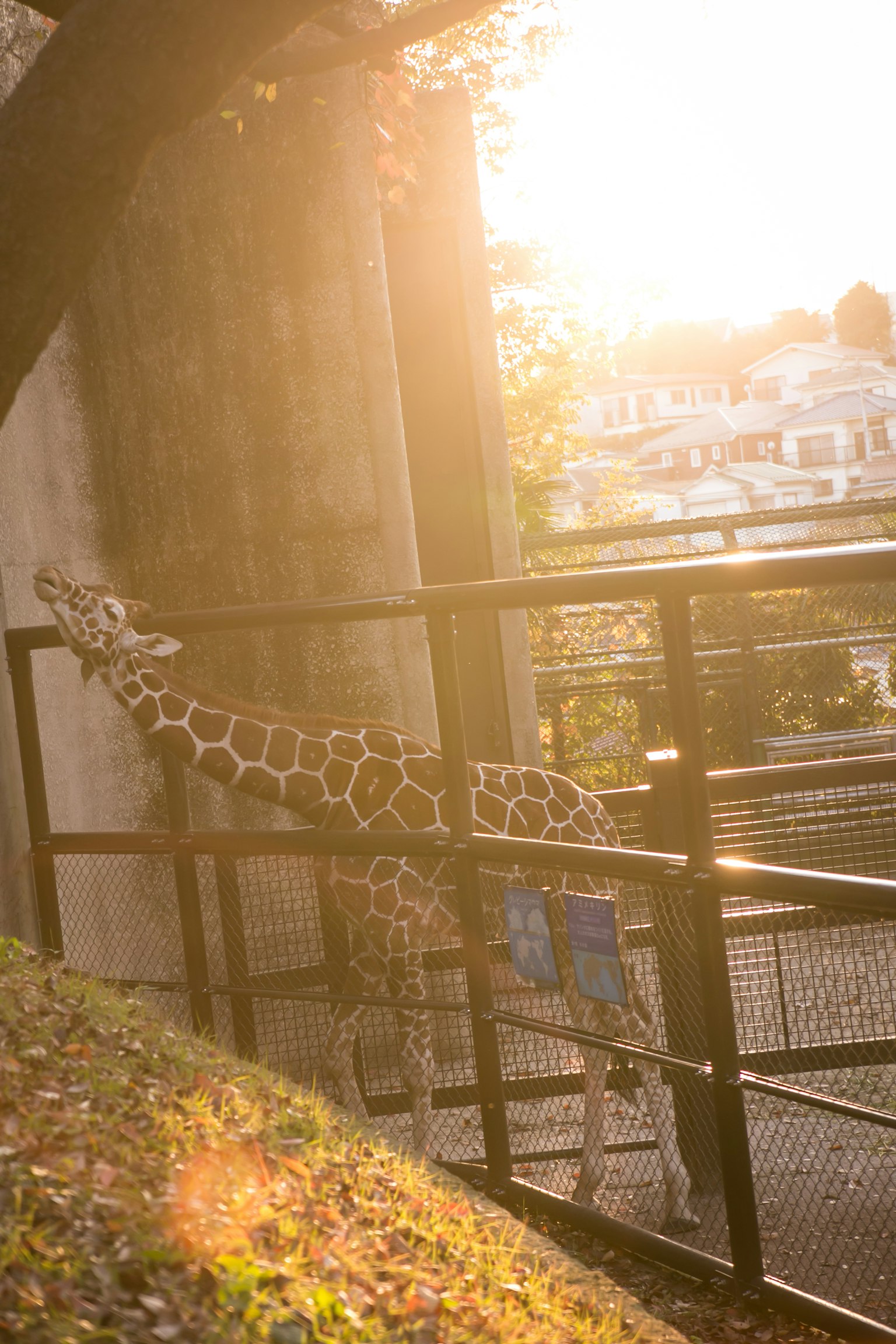 Una jirafa vista contra el fondo de un atardecer en un zoológico
