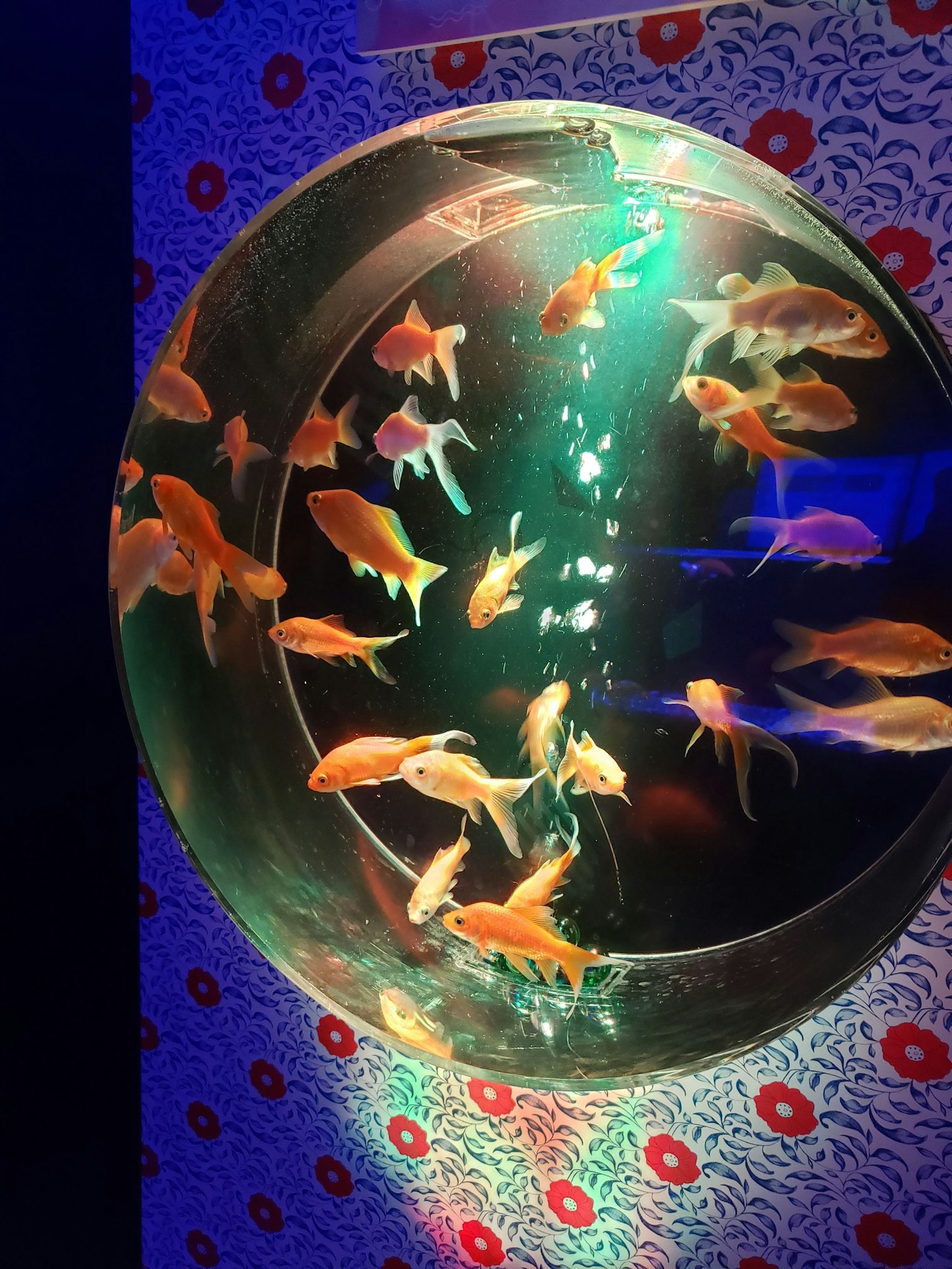 Round aquarium filled with colorful goldfish swimming
