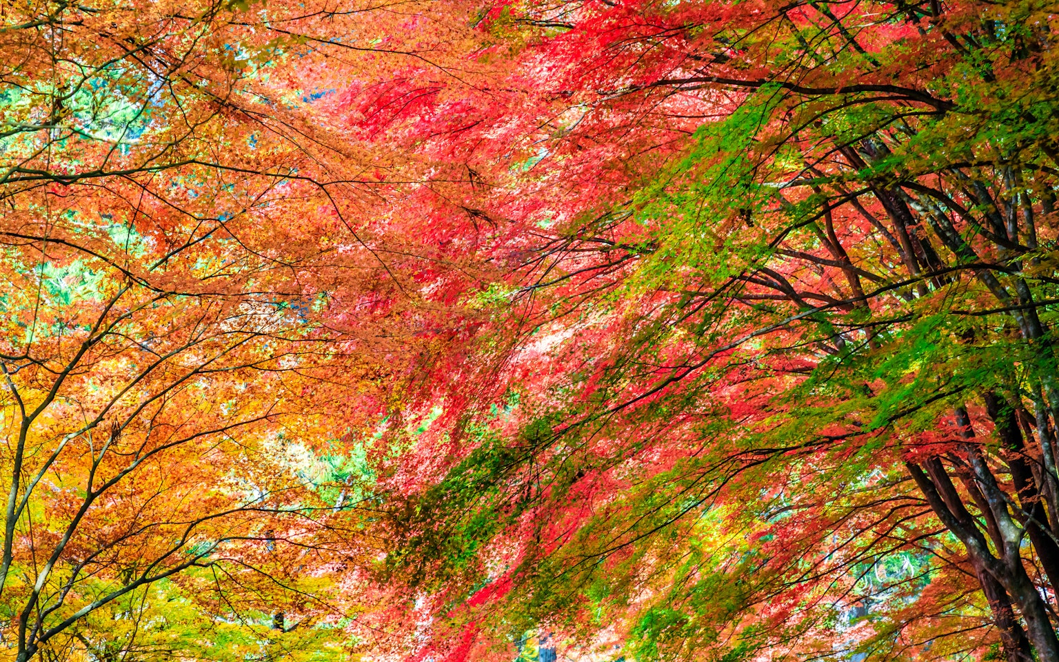 Feuillage d'automne vibrant avec des feuilles rouges et vertes