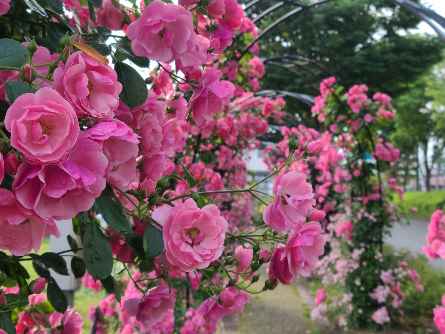 Pemandangan taman dengan gerbang mawar pink