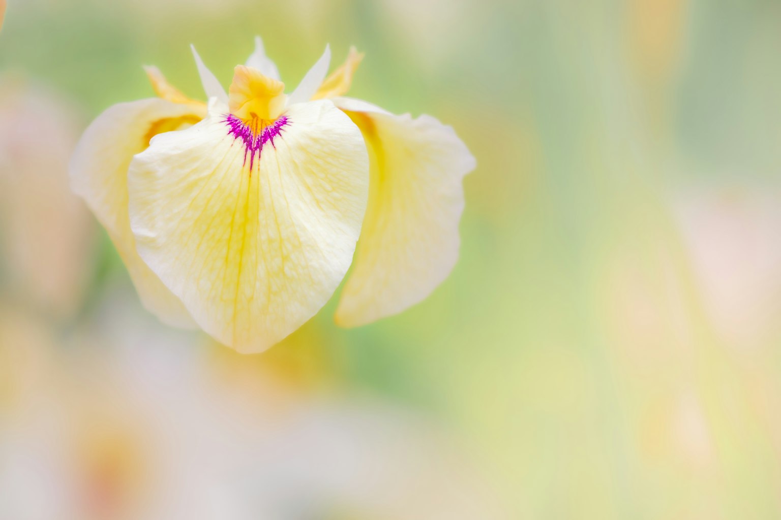 ภาพระยะใกล้ของดอกไม้สีเหลืองที่มีพื้นหลังนุ่มนวลพร้อมลวดลายสีม่วง