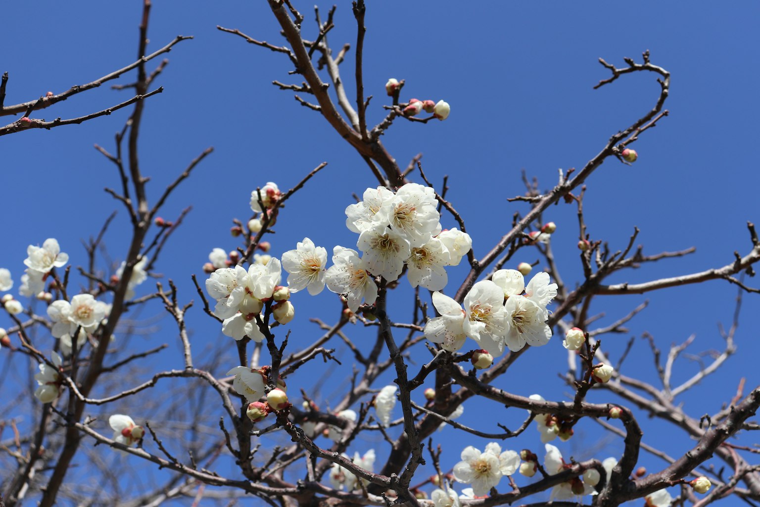 Cabang pohon plum dengan bunga putih di bawah langit biru