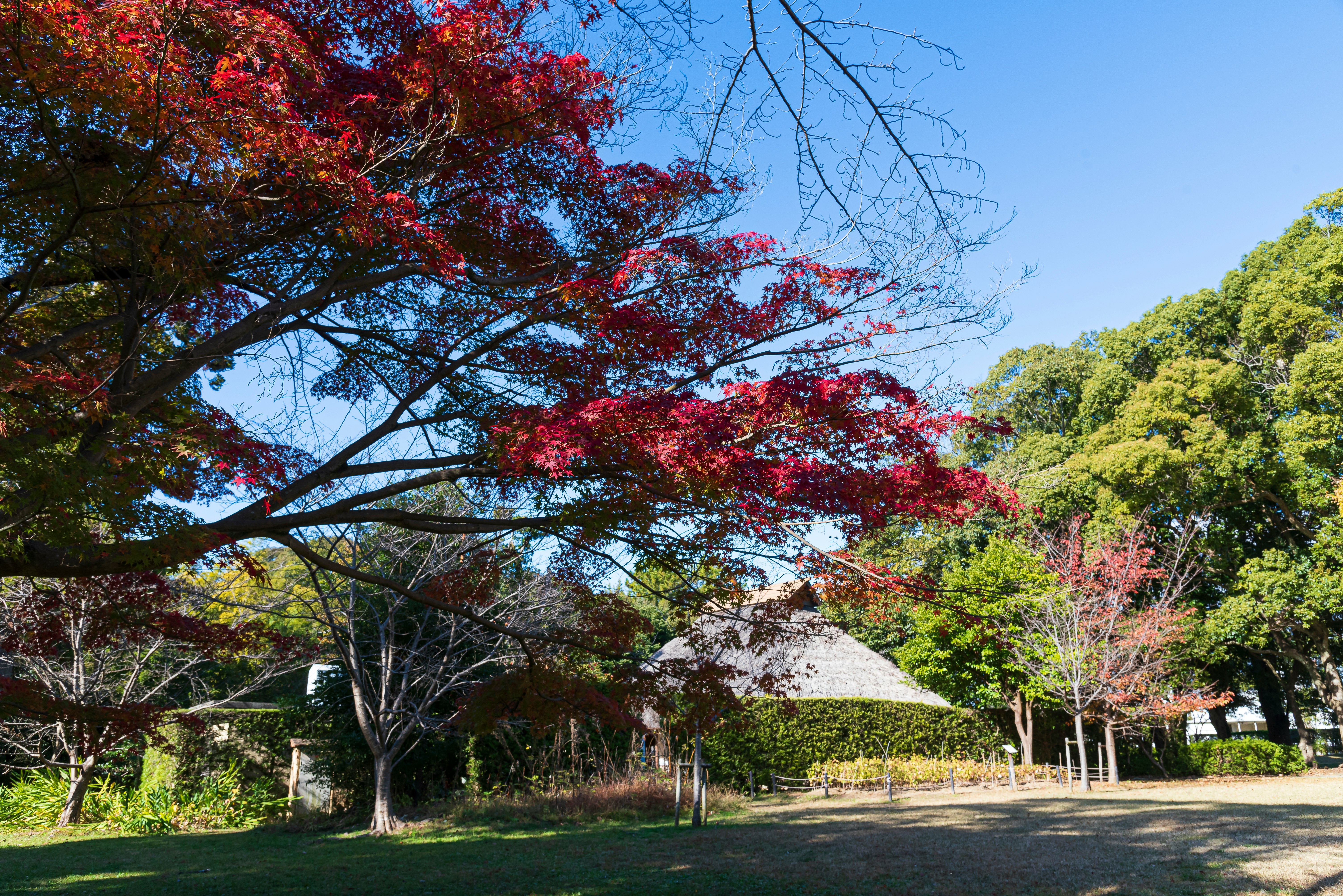色づく木々と芝生のある公園の景色