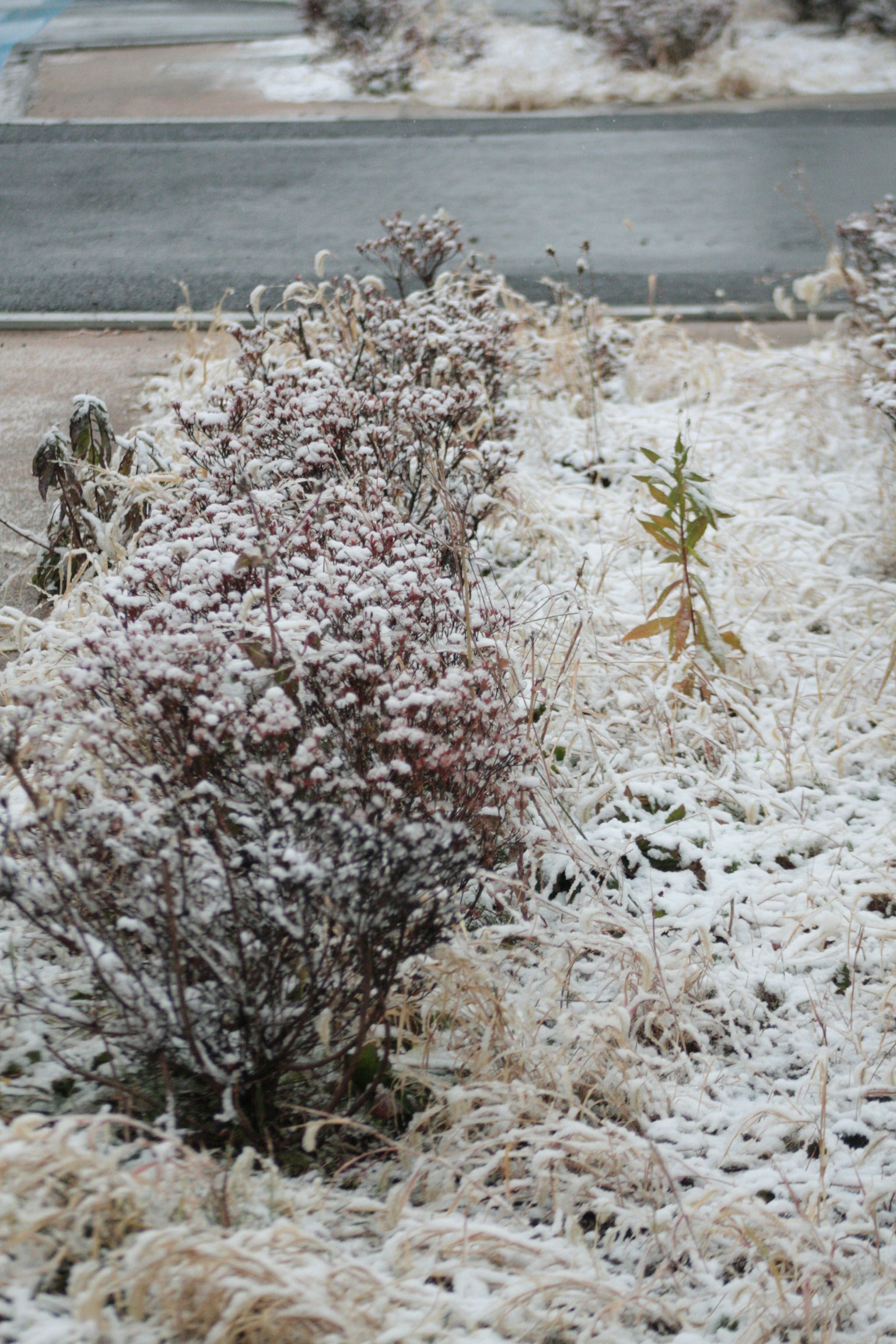 Paesaggio con arbusti e erba coperti di neve