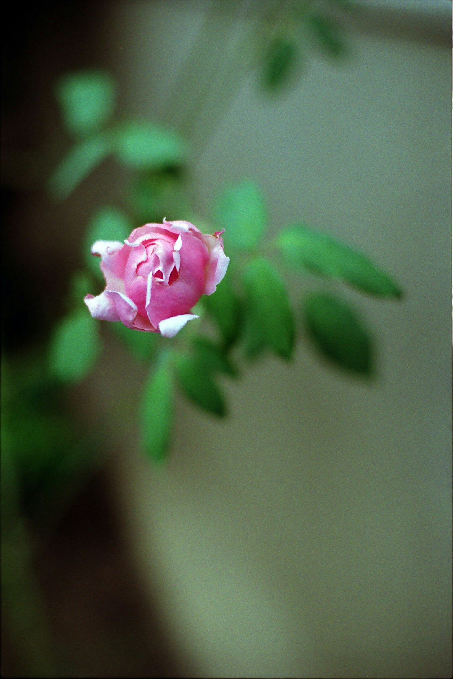 Una delicata rosa rosa che fiorisce tra foglie verdi