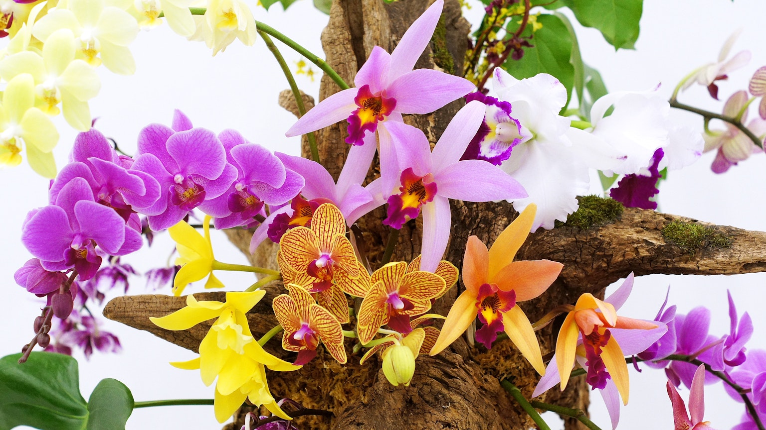 Una exhibición vibrante de orquídeas de varios colores floreciendo en un tronco de árbol