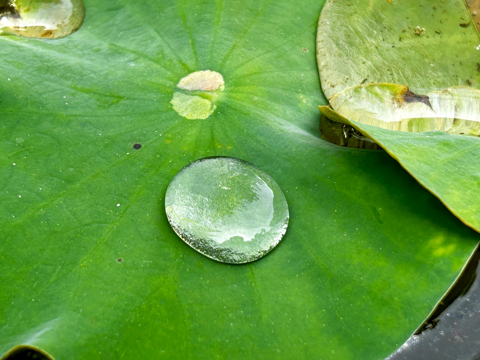 水滴が緑の葉の上にある美しい風景