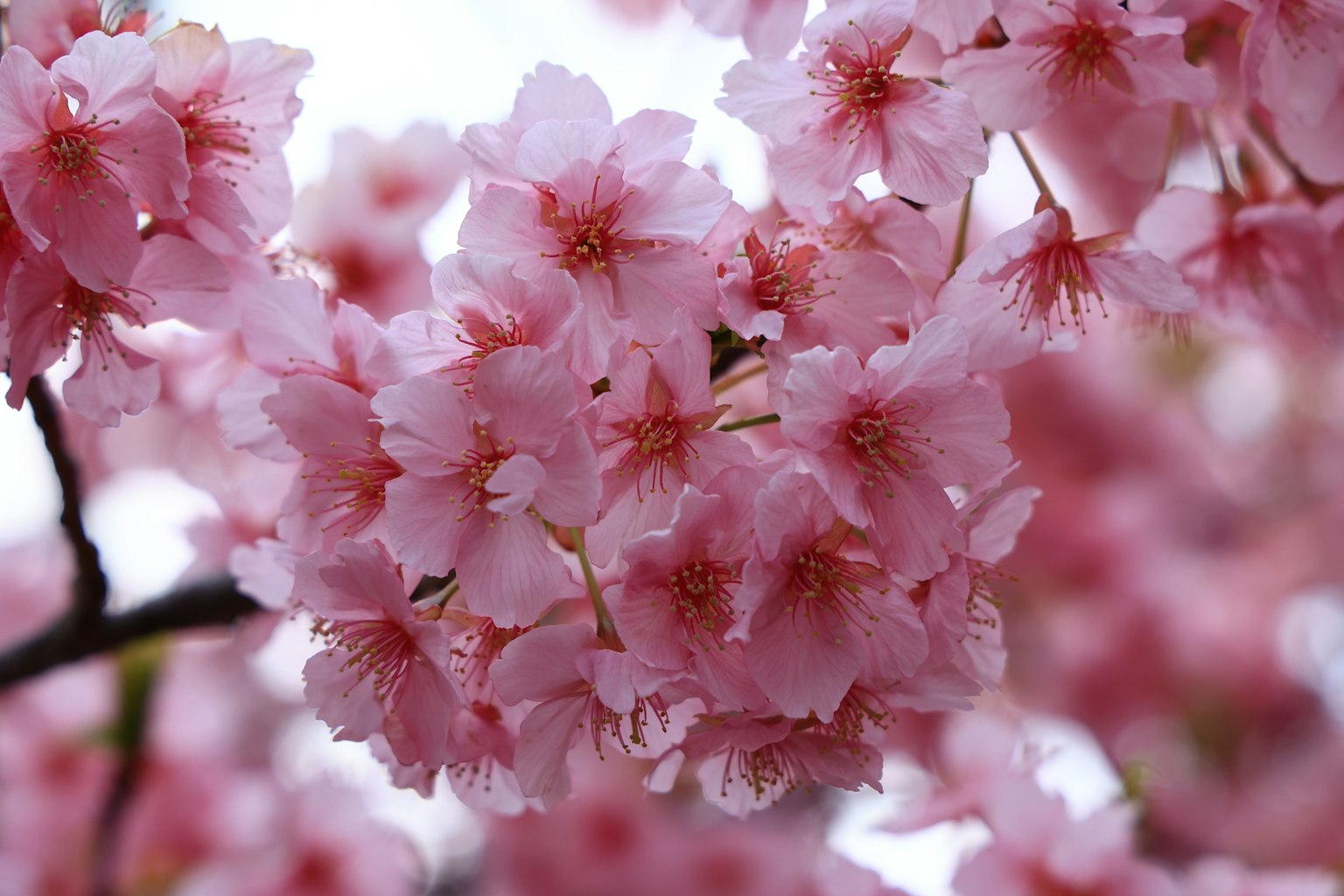 樱花盛开的特写