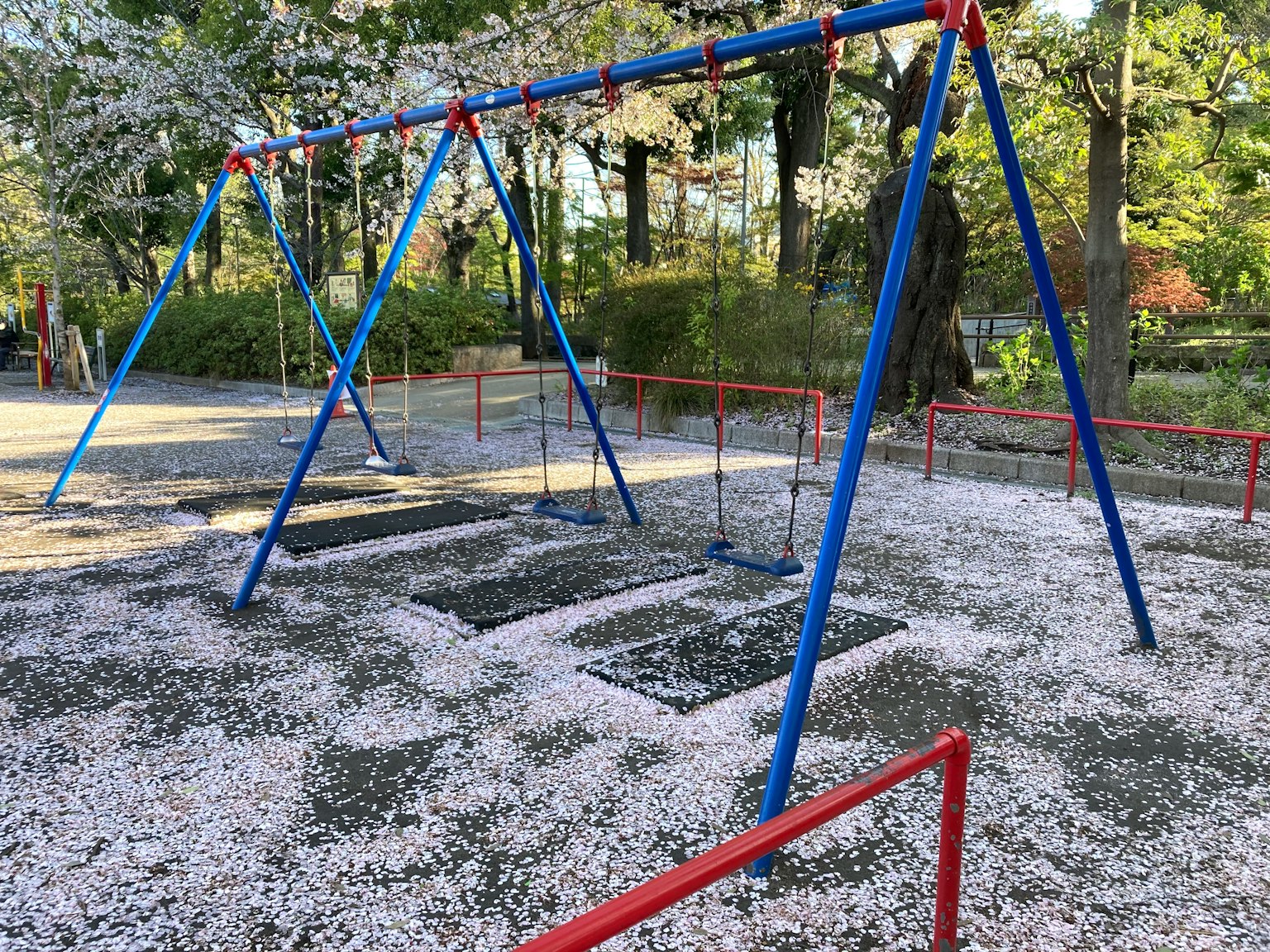 Playground swings covered with cherry blossom petals