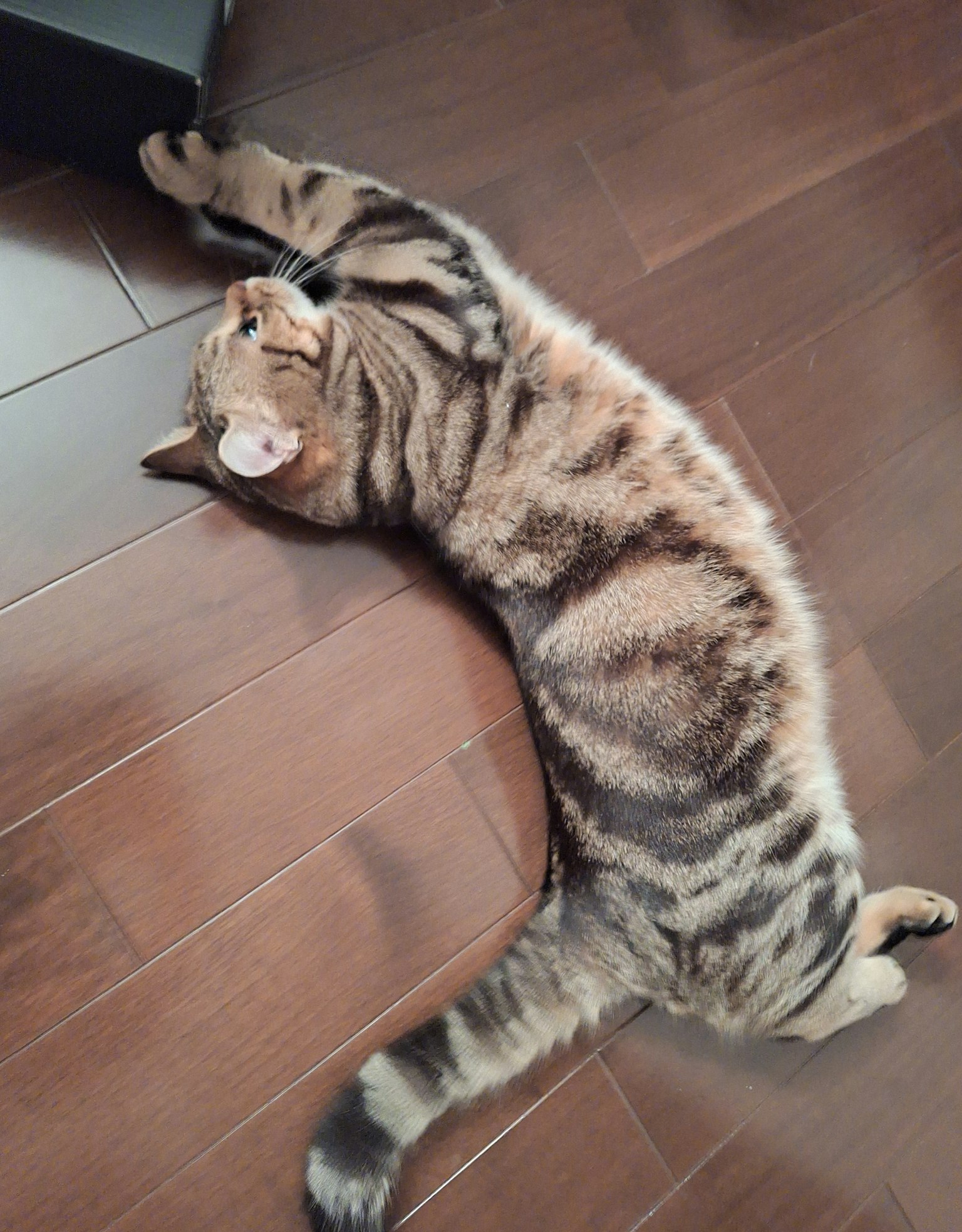 Kucing belang coklat berbaring di lantai