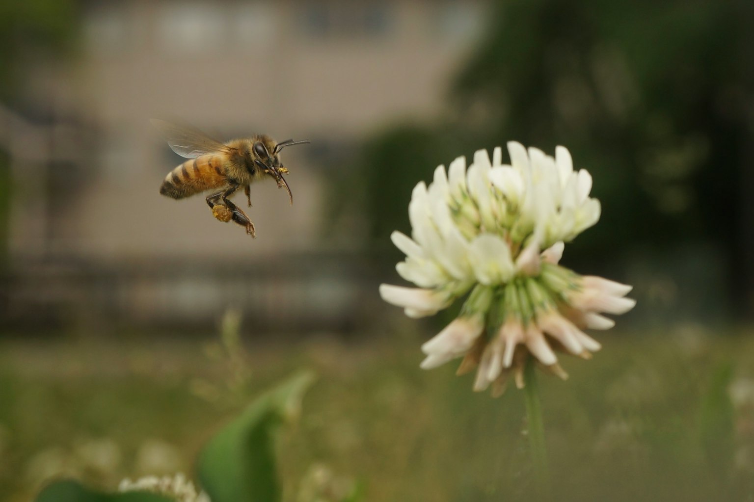 Un'ape che vola vicino a un fiore di trifoglio bianco