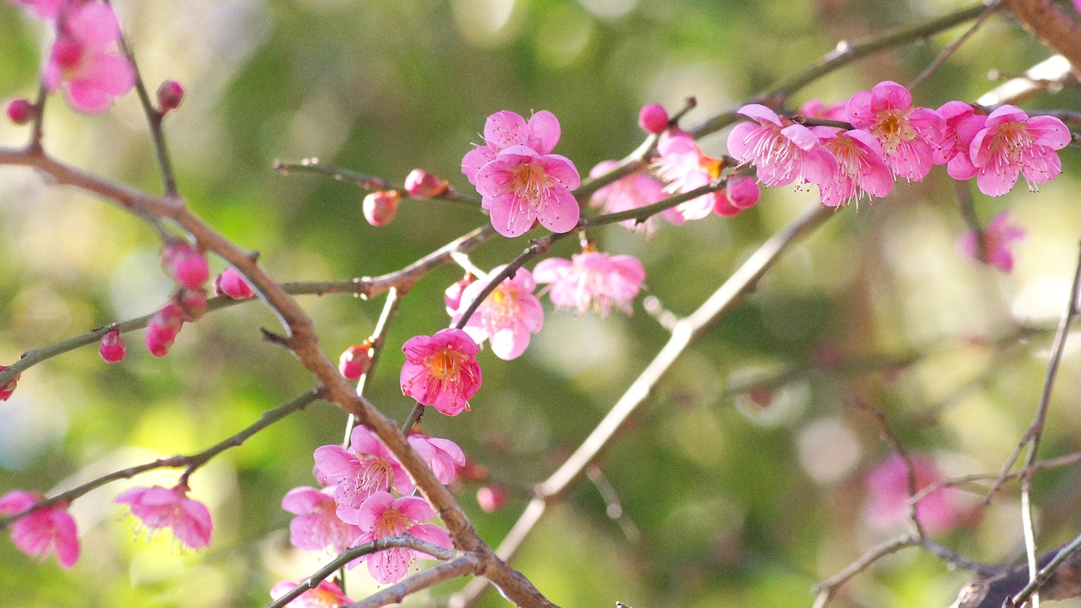Nahaufnahme von Zweigen mit rosa Blüten, die im hellen Frühlingslicht blühen