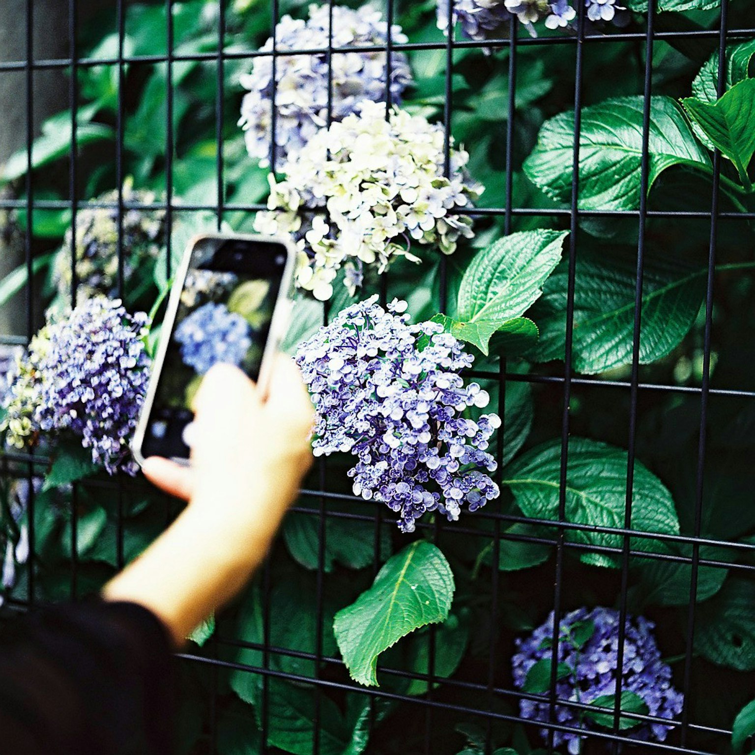 Hand holding a smartphone photographing hydrangea flowers on a fence
